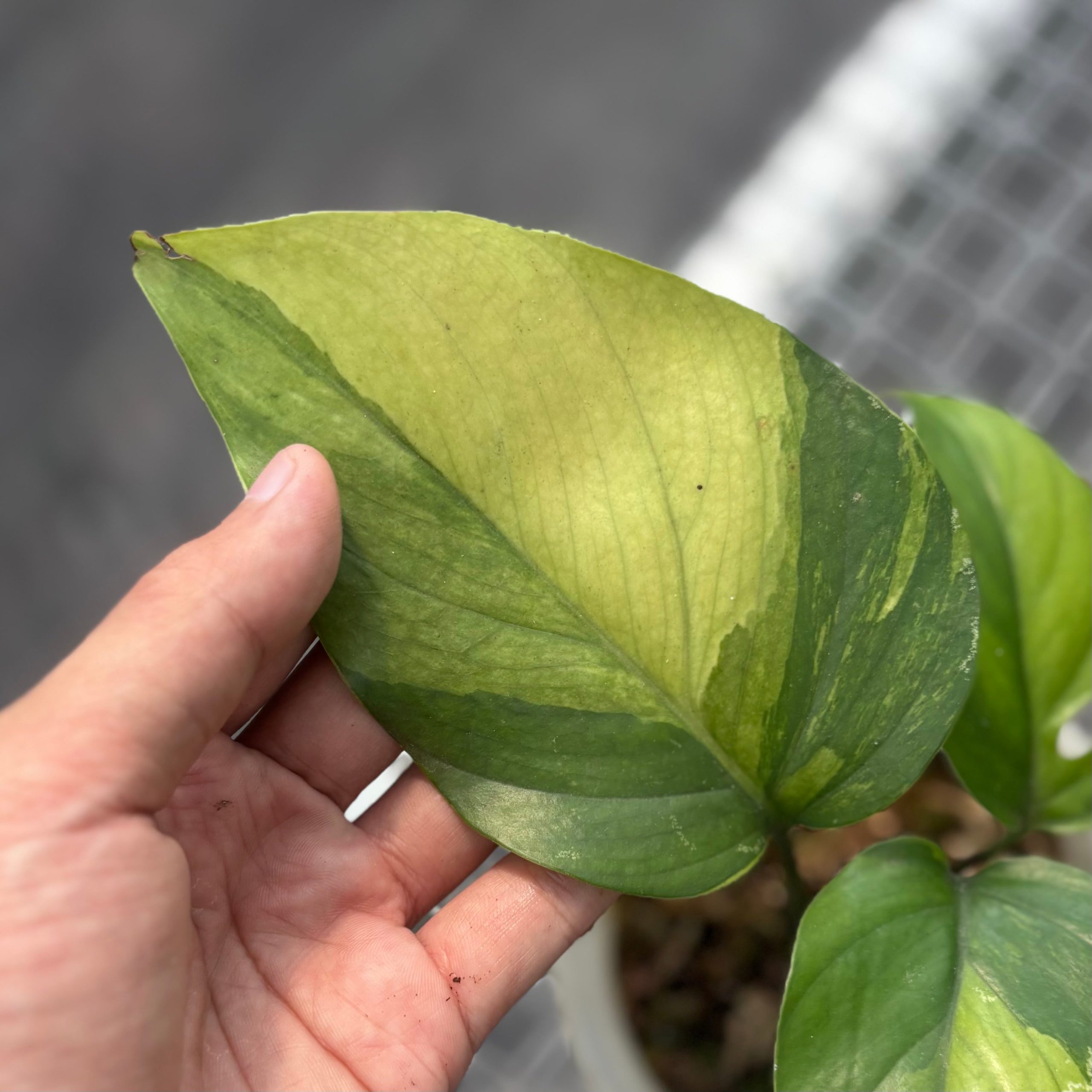 Rhaphidophora pertusa variegated - Image 2