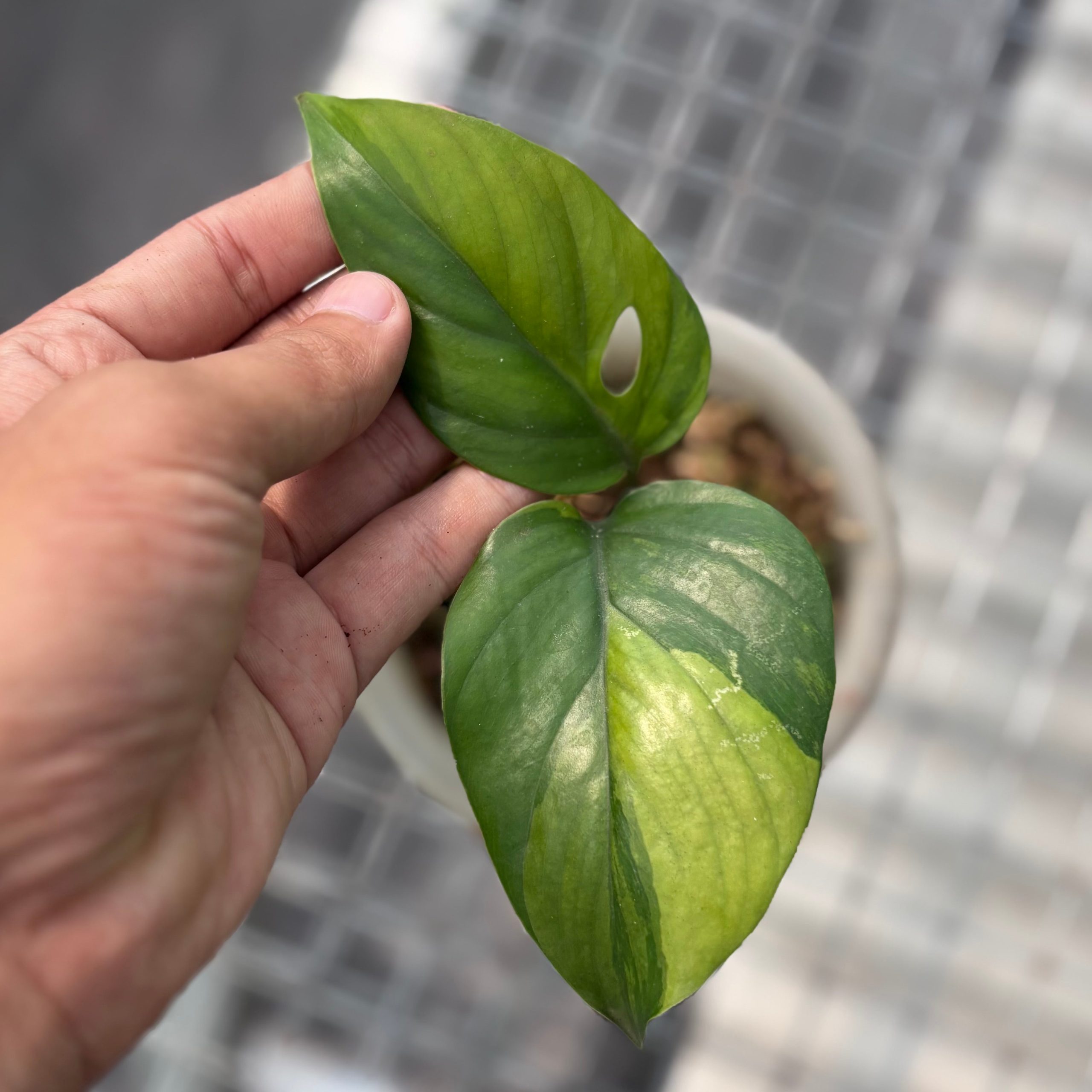 Rhaphidophora pertusa variegated - Image 3