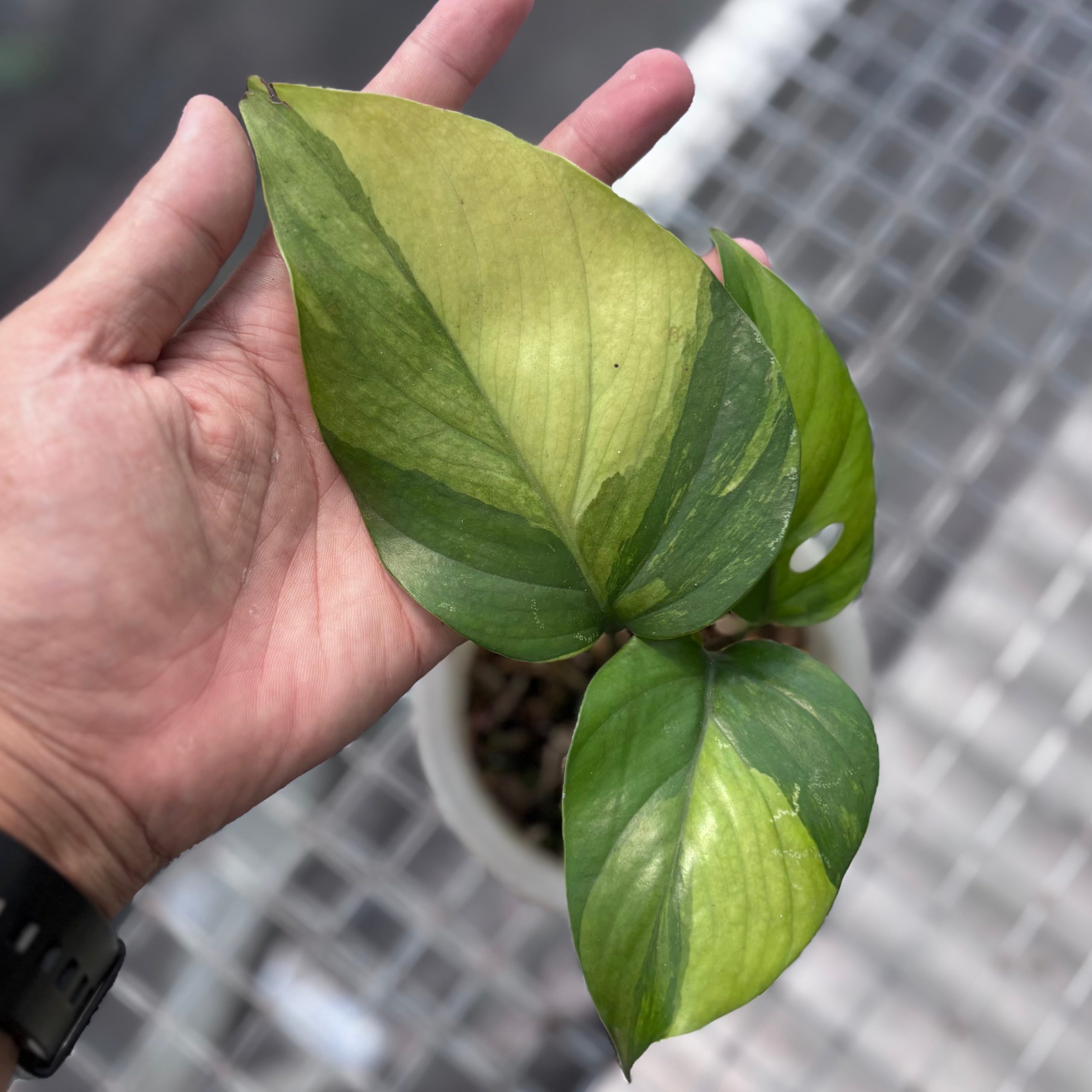 Rhaphidophora pertusa variegated - Image 4