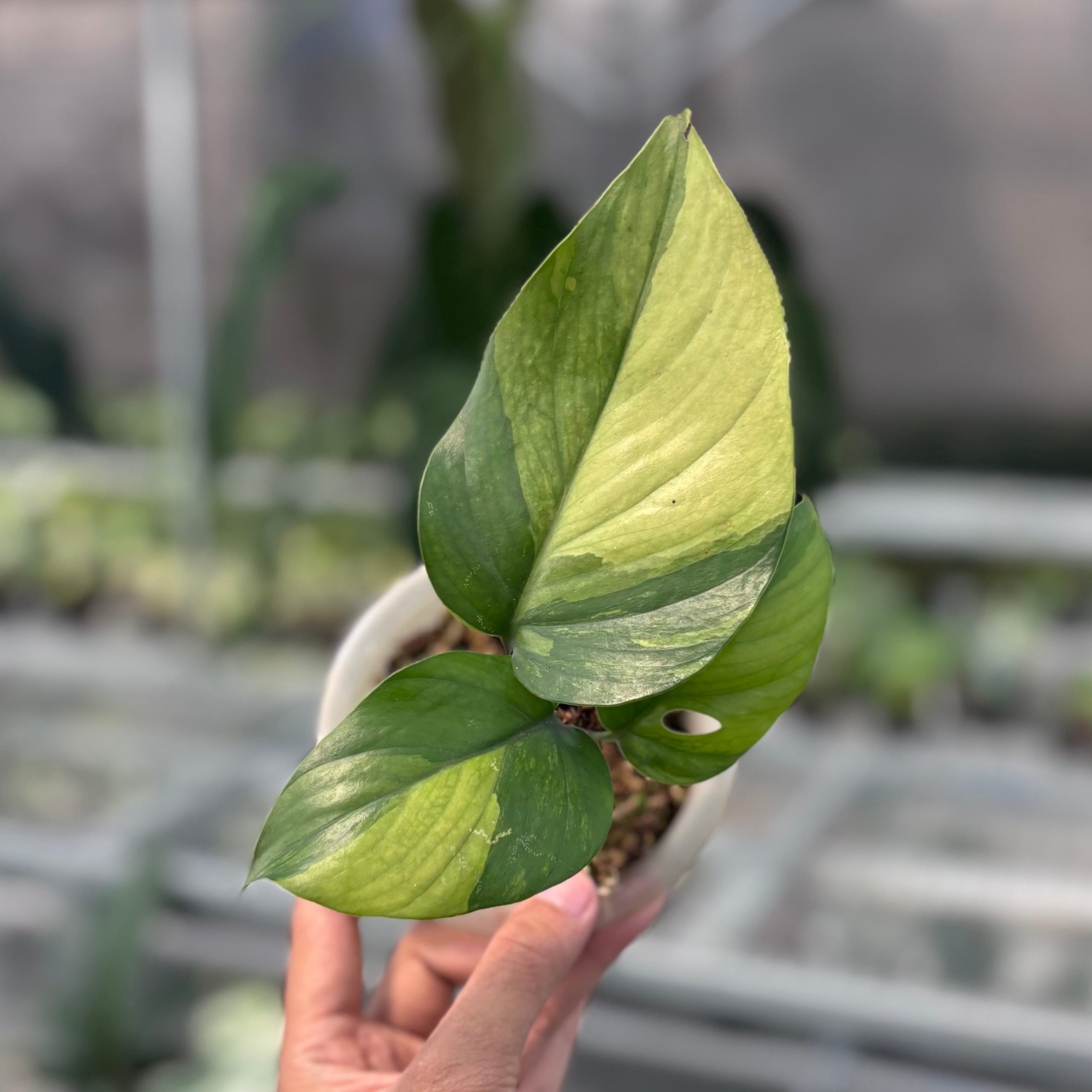 Rhaphidophora pertusa variegated - Image 5