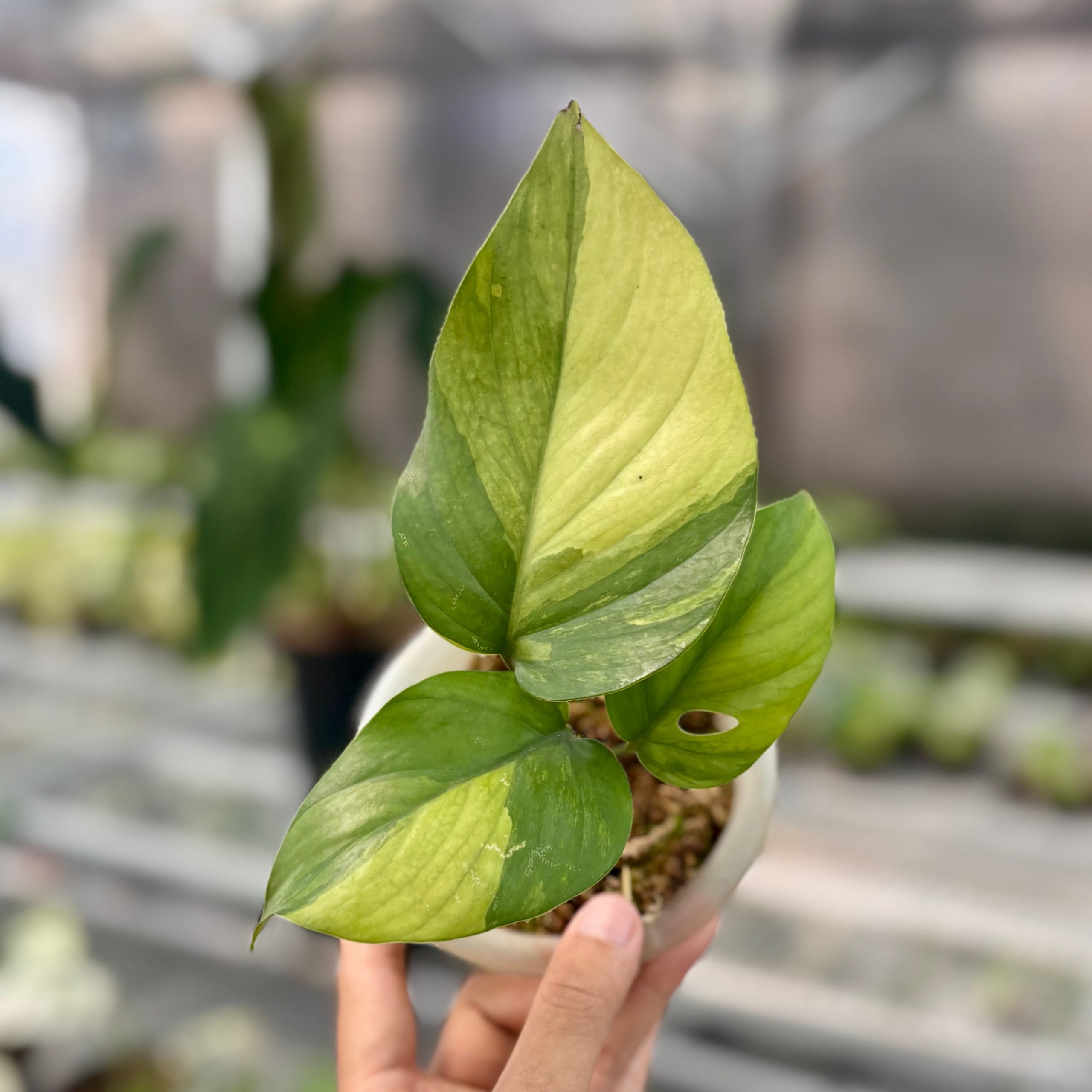 Rhaphidophora pertusa variegated - Image 6