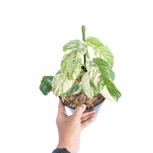 Rhaphidophora puberula variegated