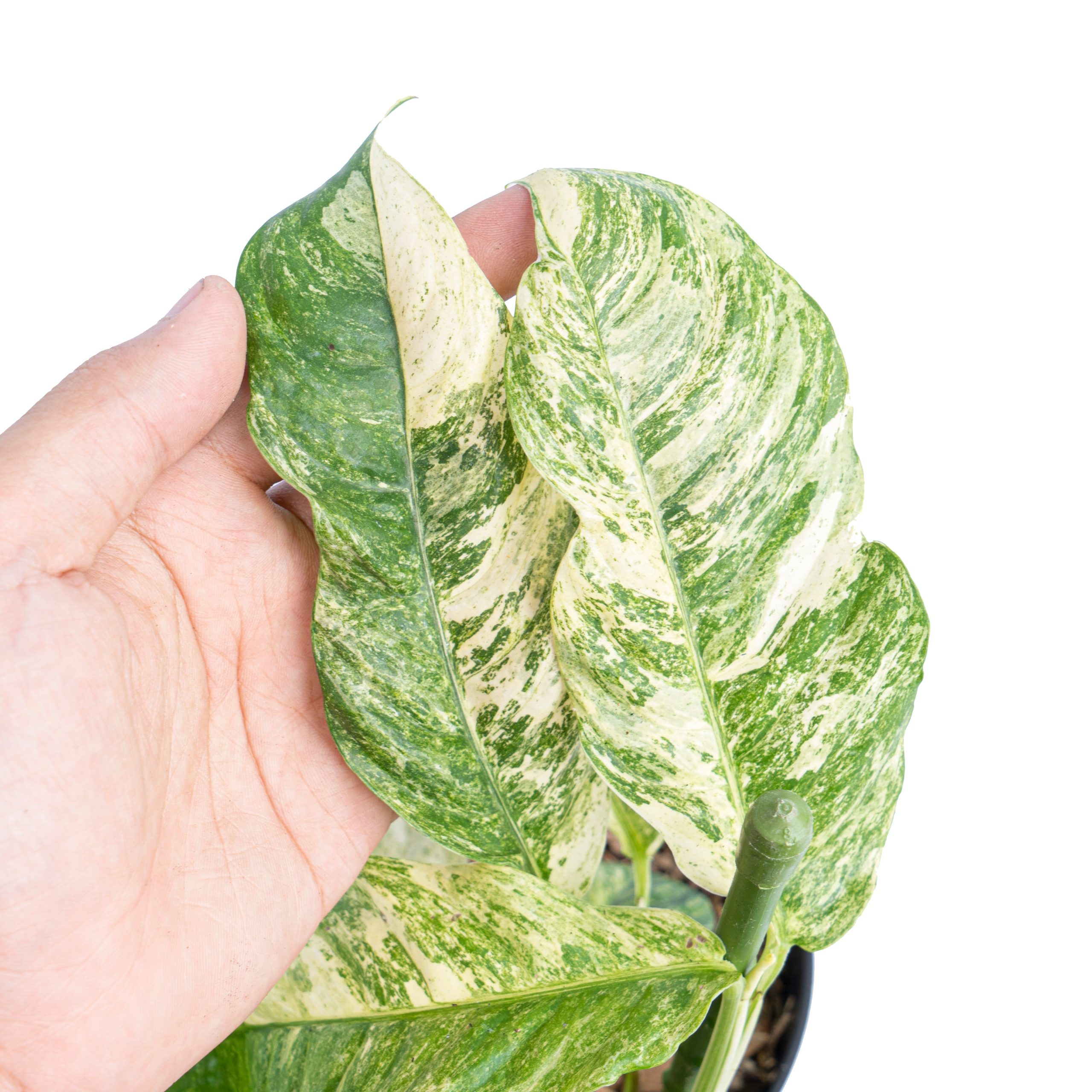 Rhaphidophora puberula variegated - Image 2