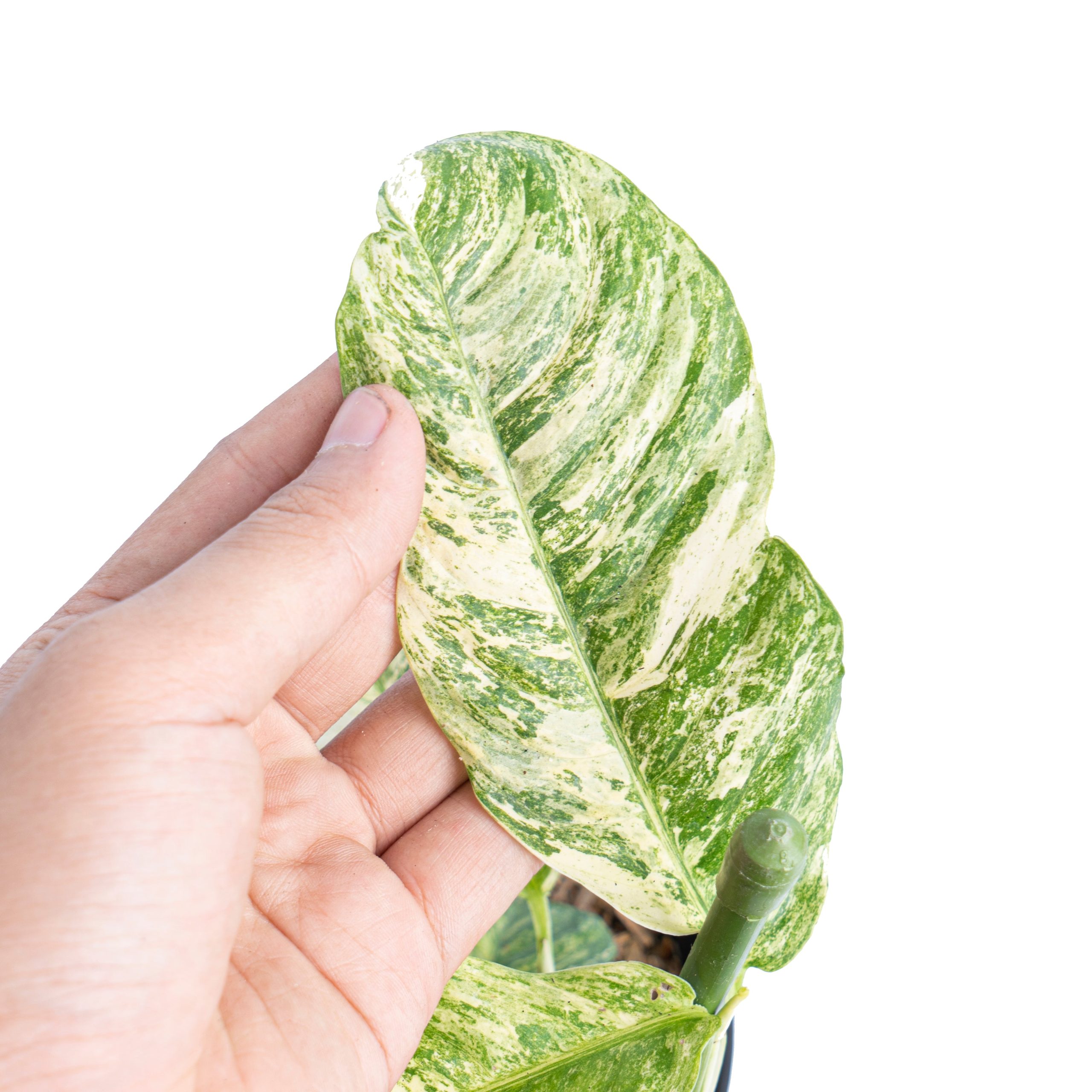 Rhaphidophora puberula variegated - Image 3