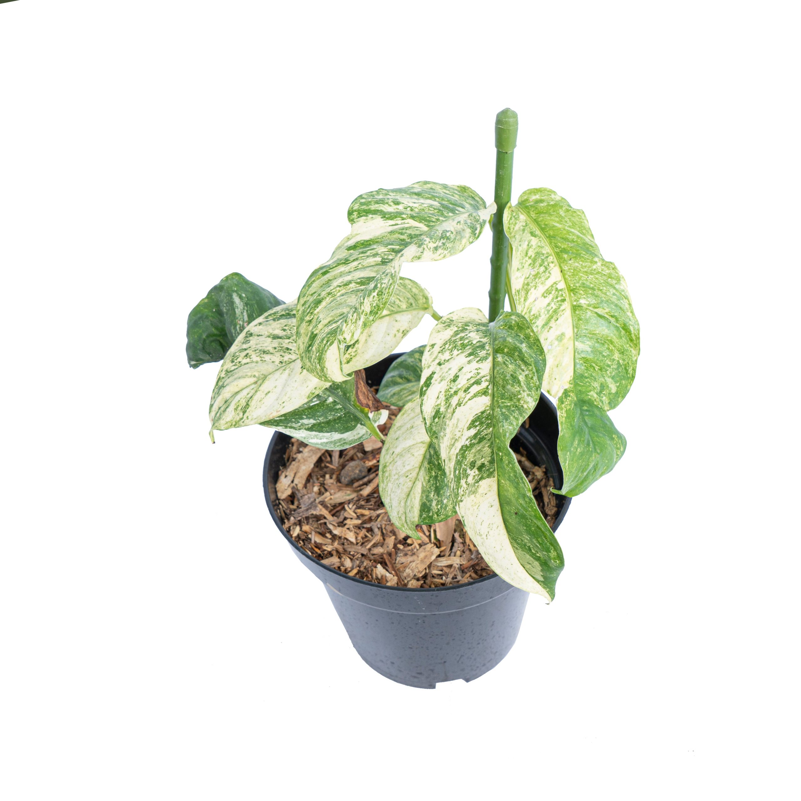 Rhaphidophora puberula variegated - Image 4