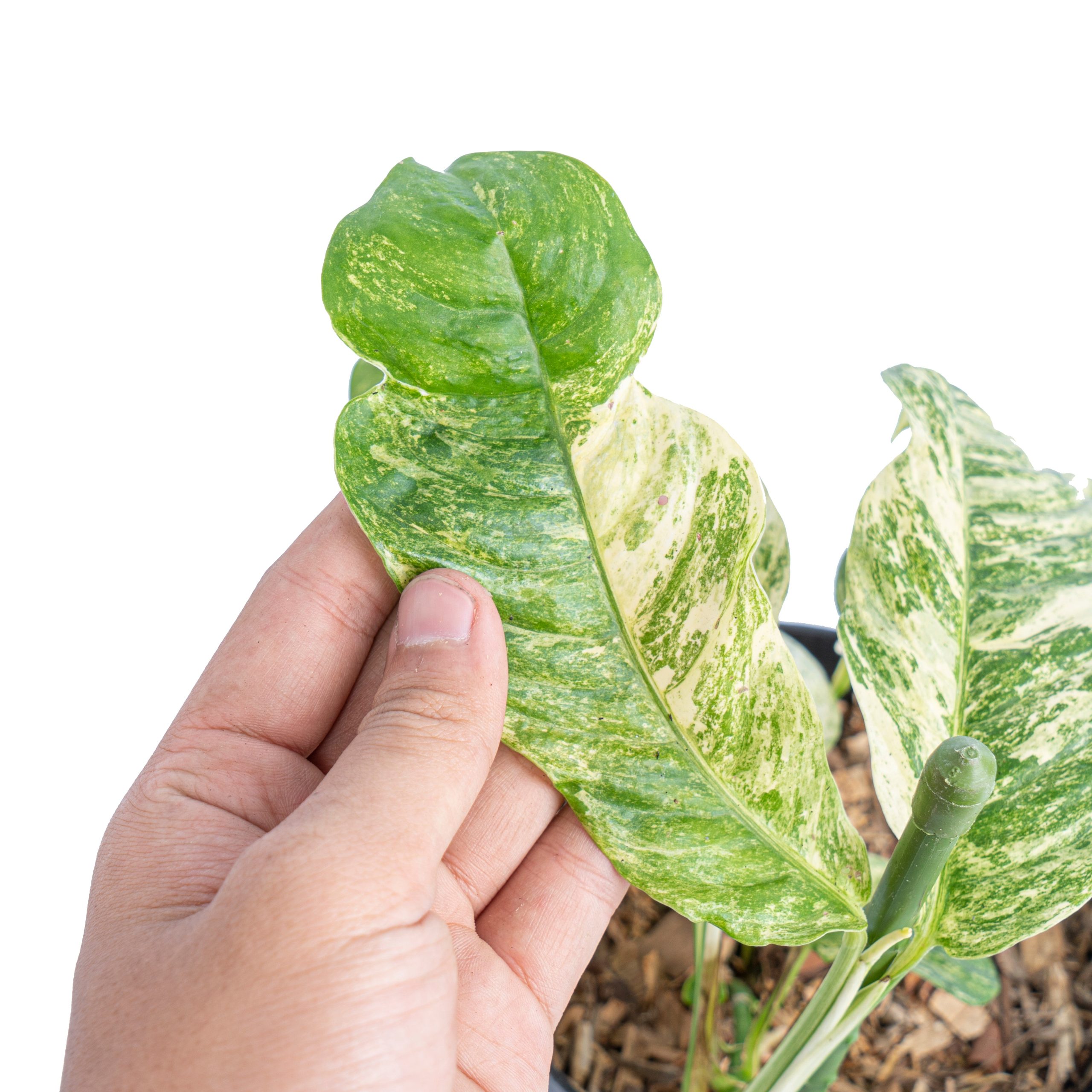 Rhaphidophora puberula variegated - Image 5