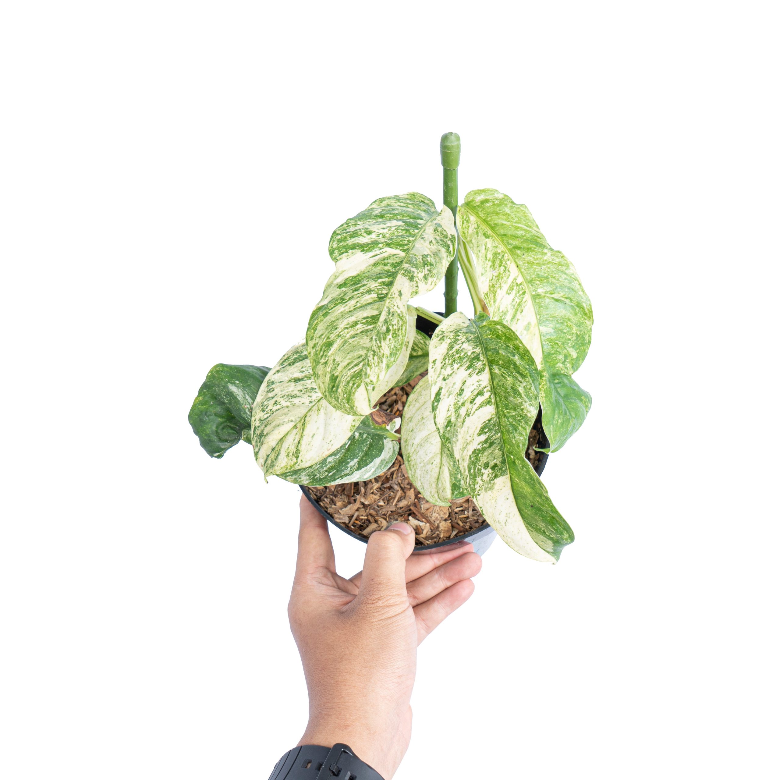 Rhaphidophora puberula variegated - Image 6