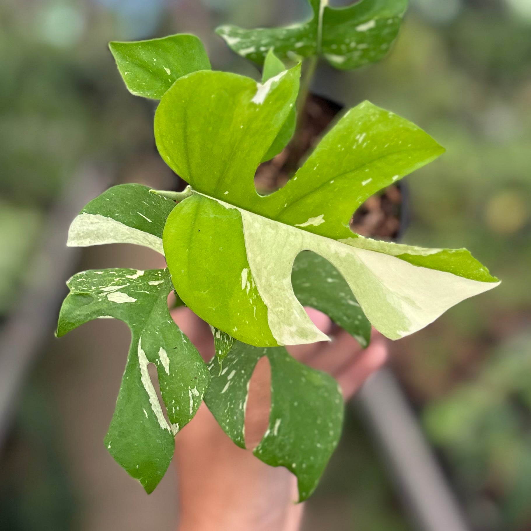 Rhaphidophora tetrasperma thai constellation - Image 2