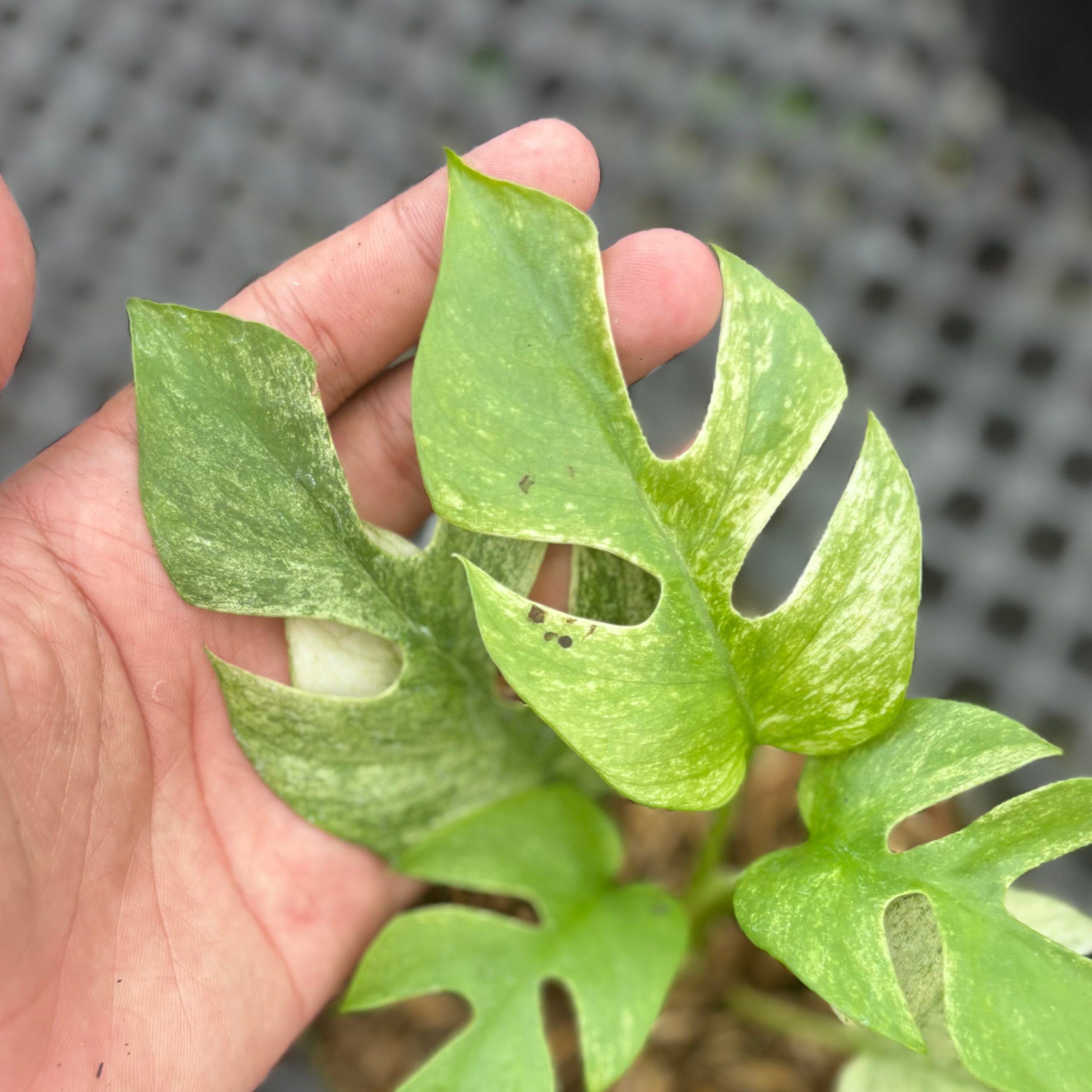 Rhaphidophora tetrasperma white monster variegated - Image 2