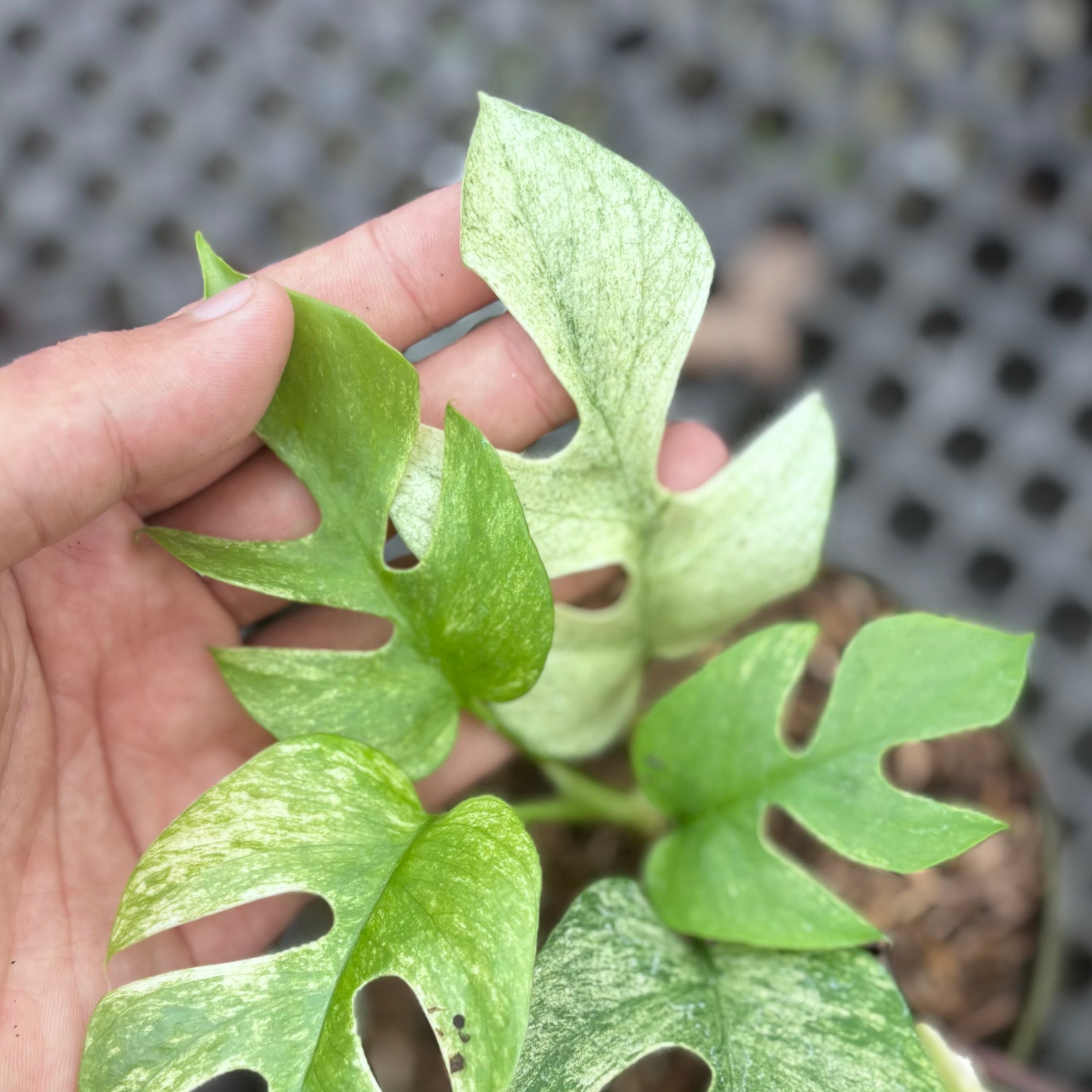 Rhaphidophora tetrasperma white monster variegated - Image 3