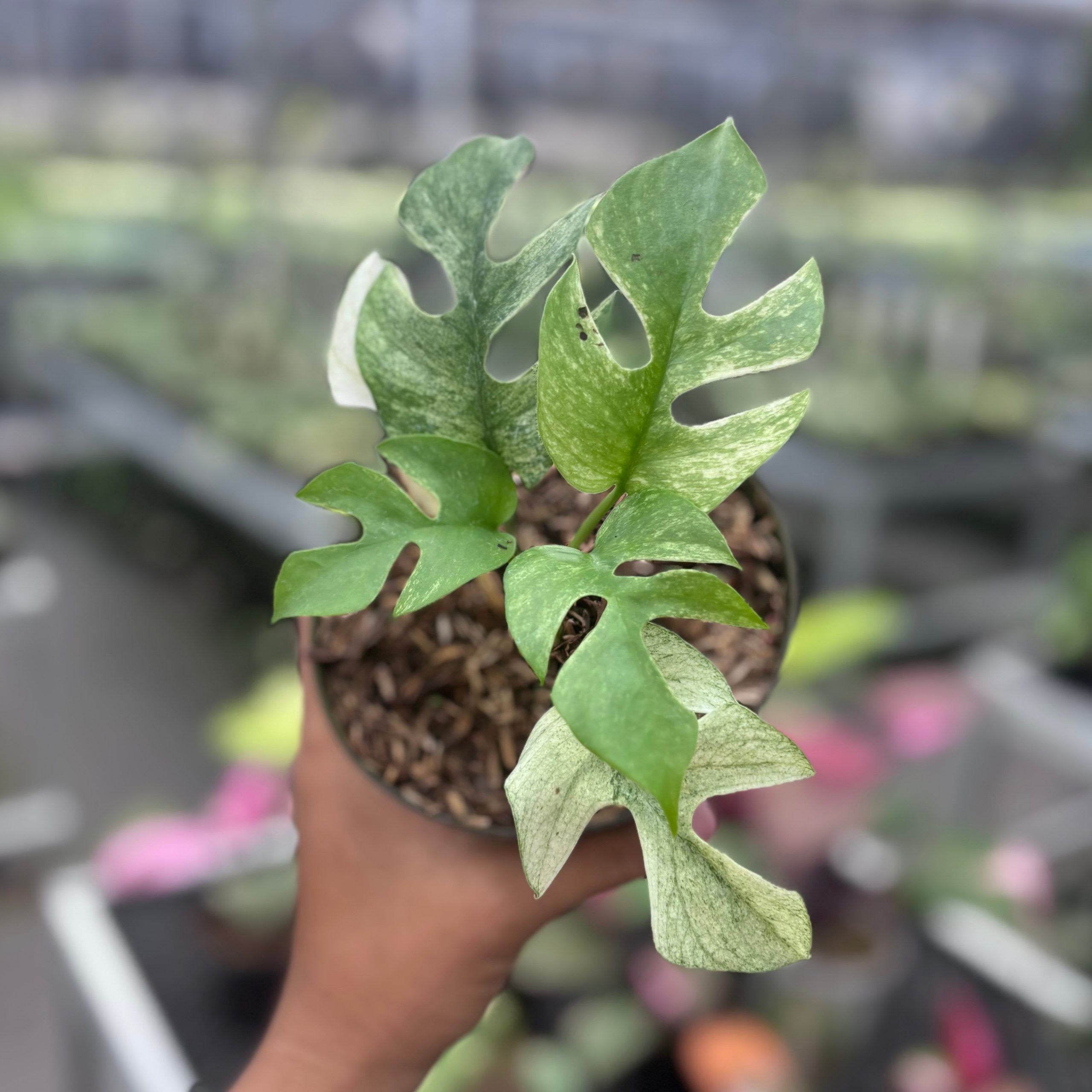 Rhaphidophora tetrasperma white monster variegated - Image 4