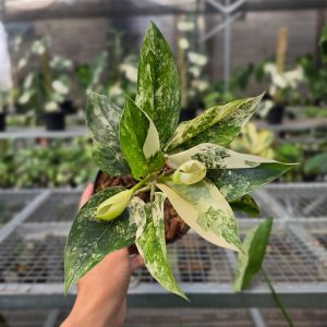 RP Aglaonema Siam jade variegated - AM16-08
