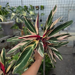 RP Calathea Triostar variegated - AM17-08