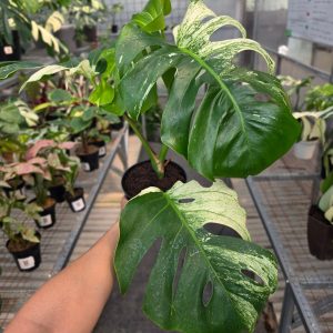 RP Monstera Java sports - AM03-08