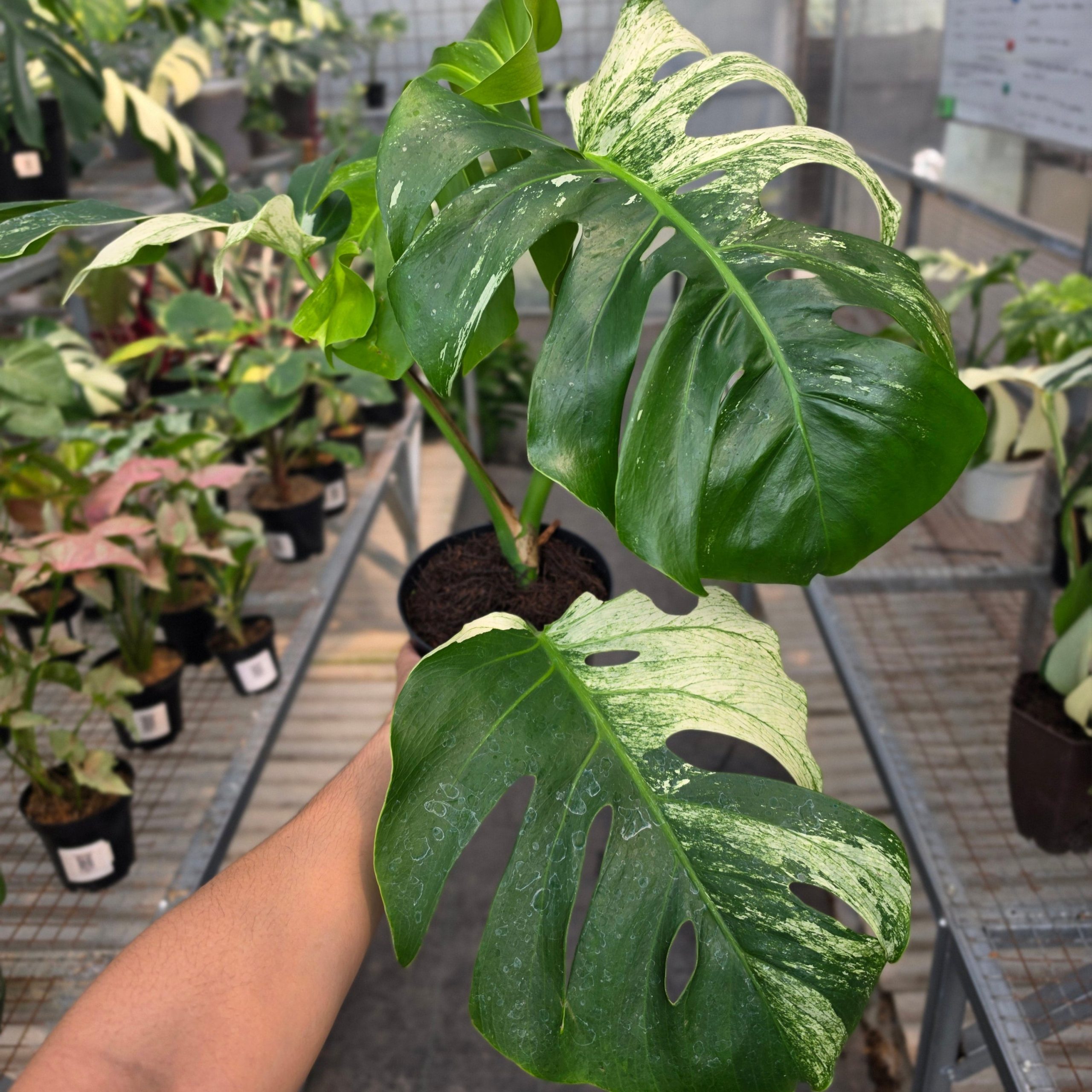 RP Monstera Java sports - AM03-08
