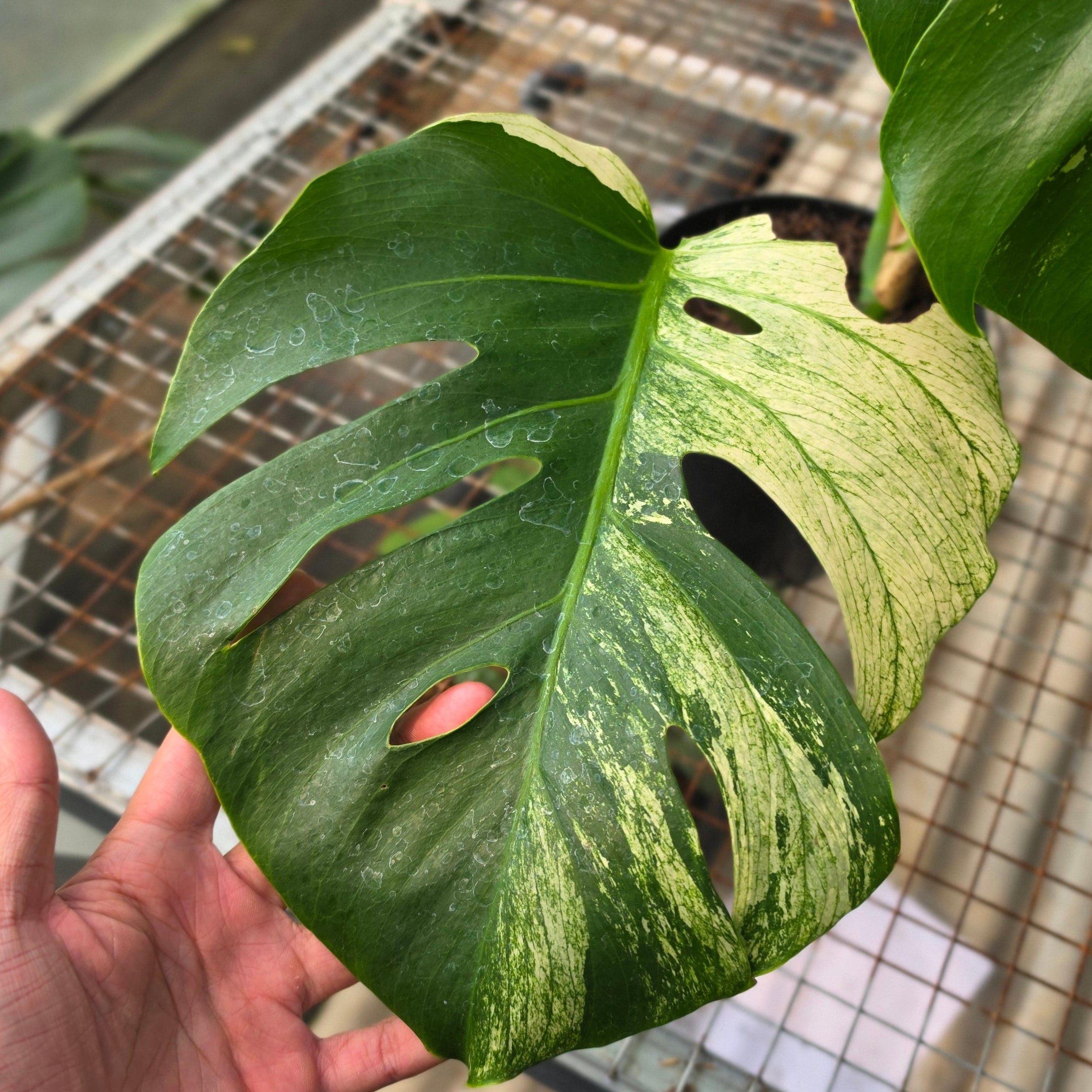 RP Monstera Java sports - AM03-08 - Image 2