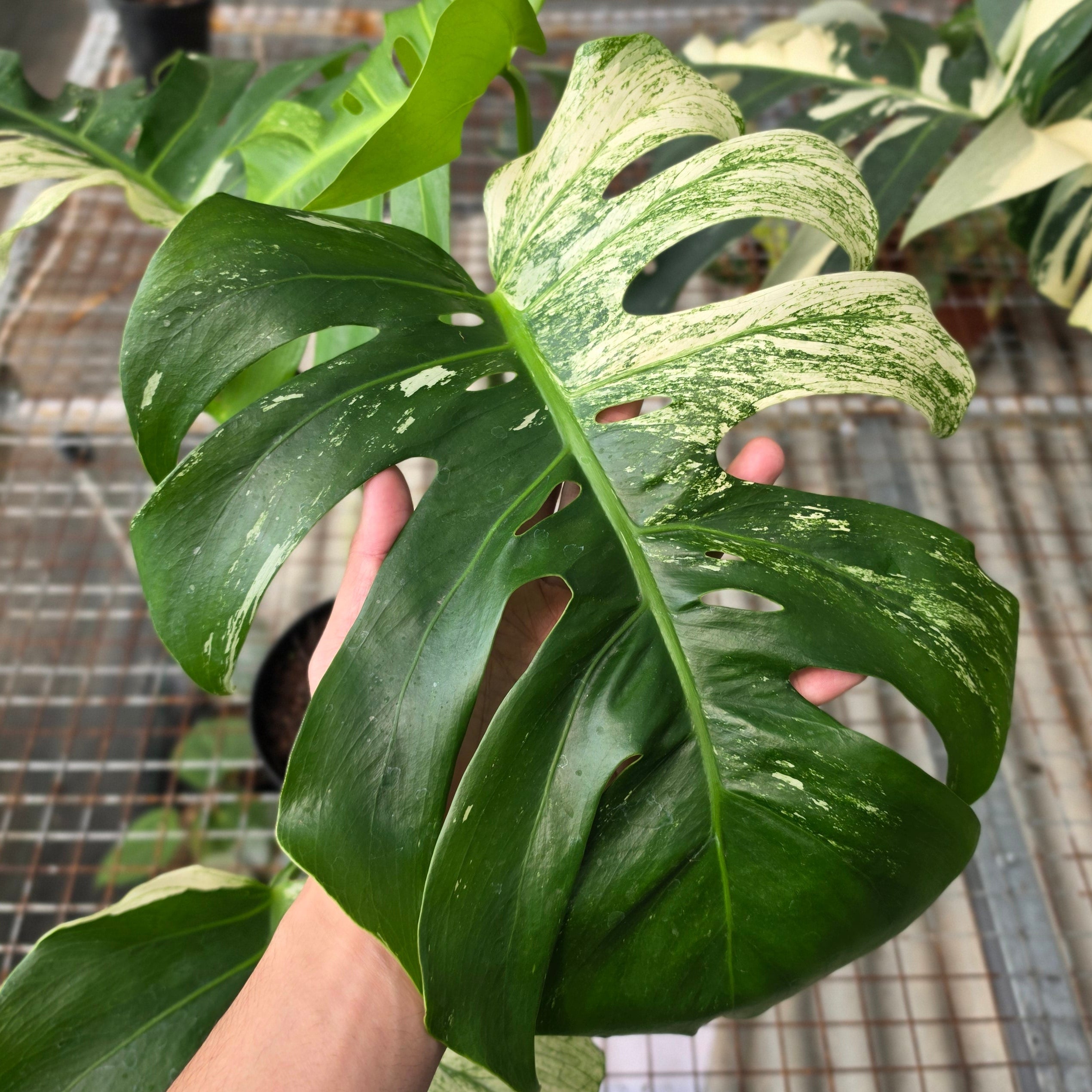 RP Monstera Java sports - AM03-08 - Image 3