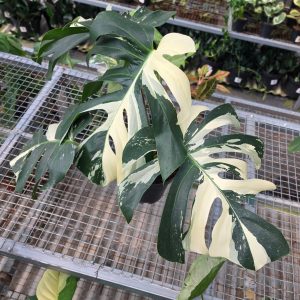 RP Monstera Jungle mint noid - AM01-08