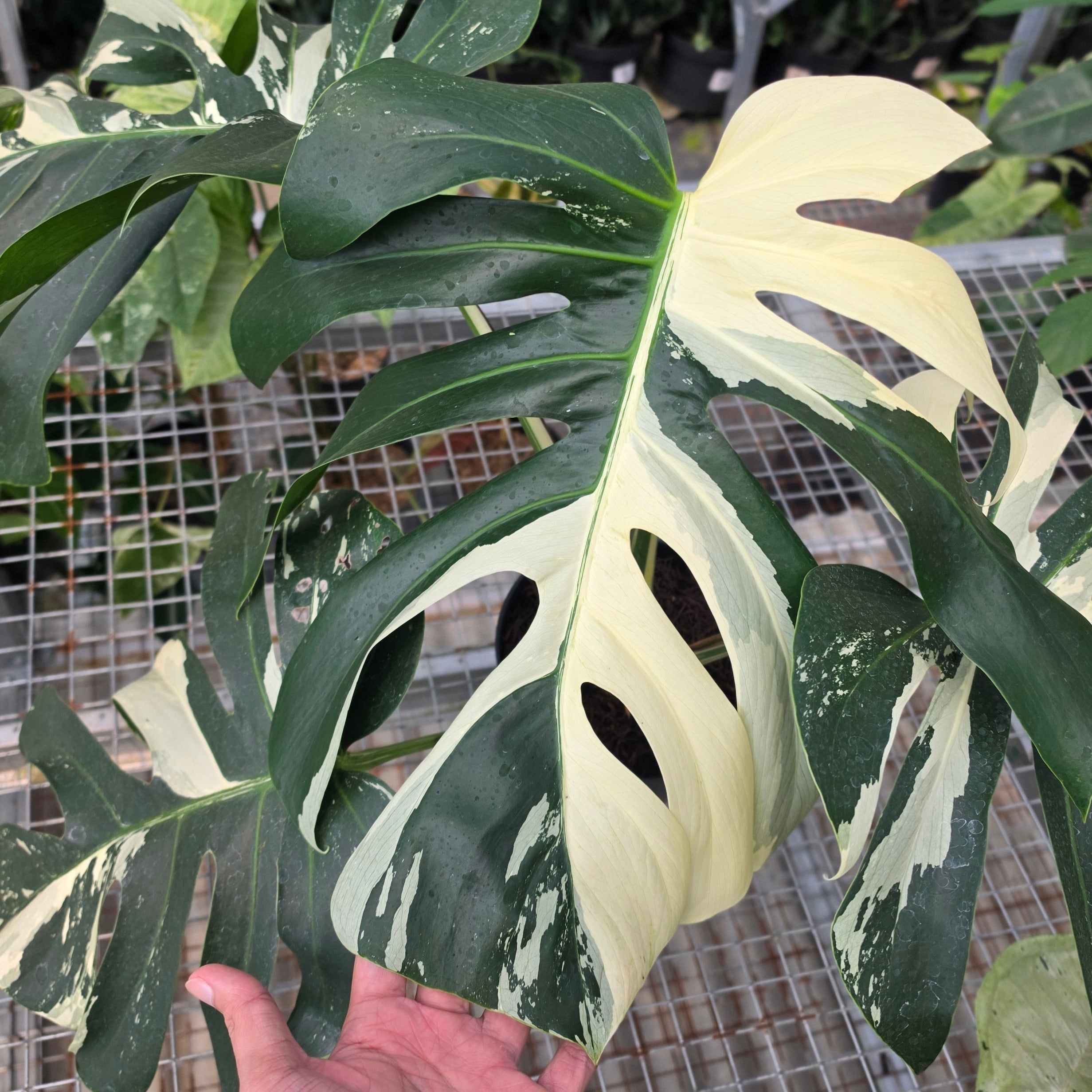 RP Monstera Jungle mint noid - AM01-08 - Image 2