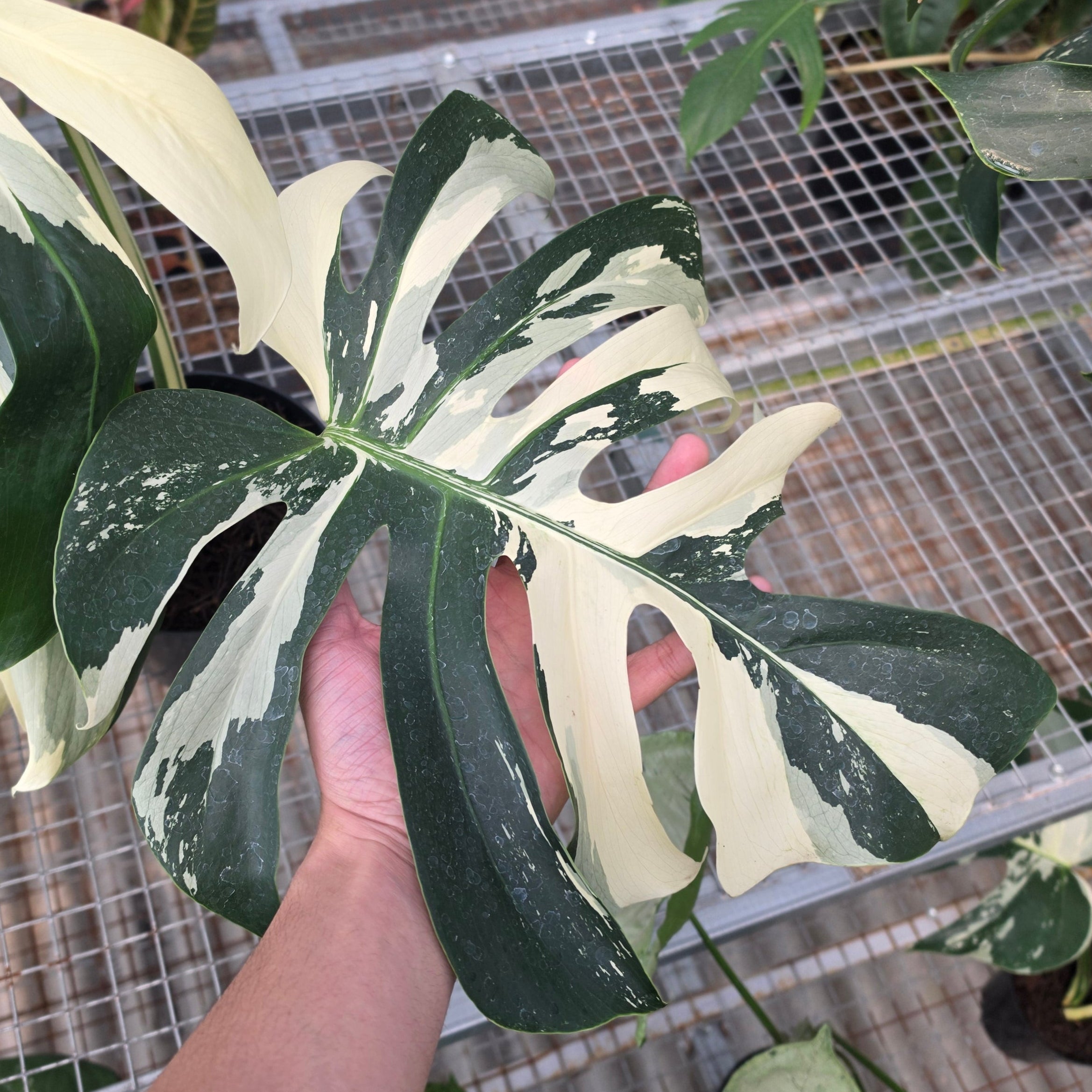 RP Monstera Jungle mint noid - AM01-08 - Image 3