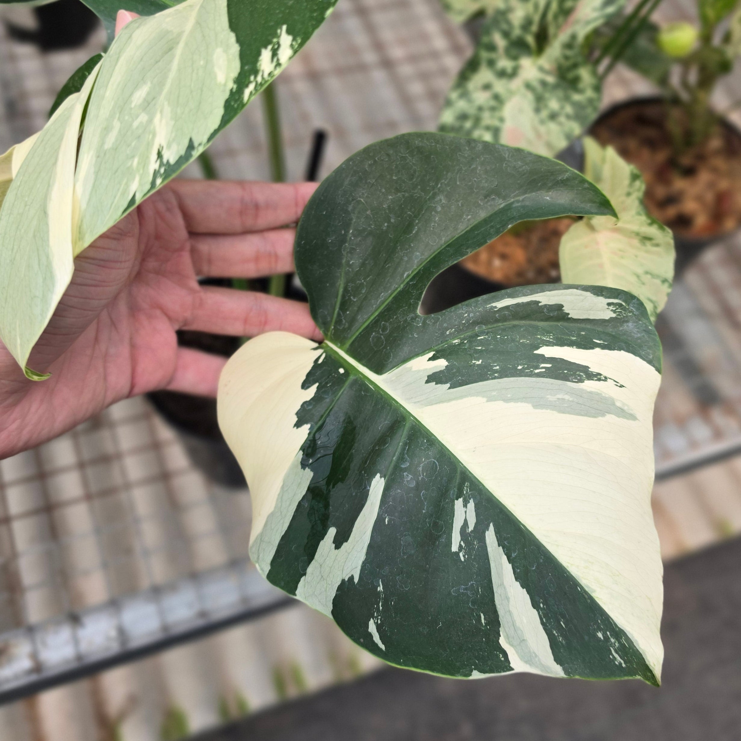 RP Monstera Jungle mint noid - AM02-08 - Image 2