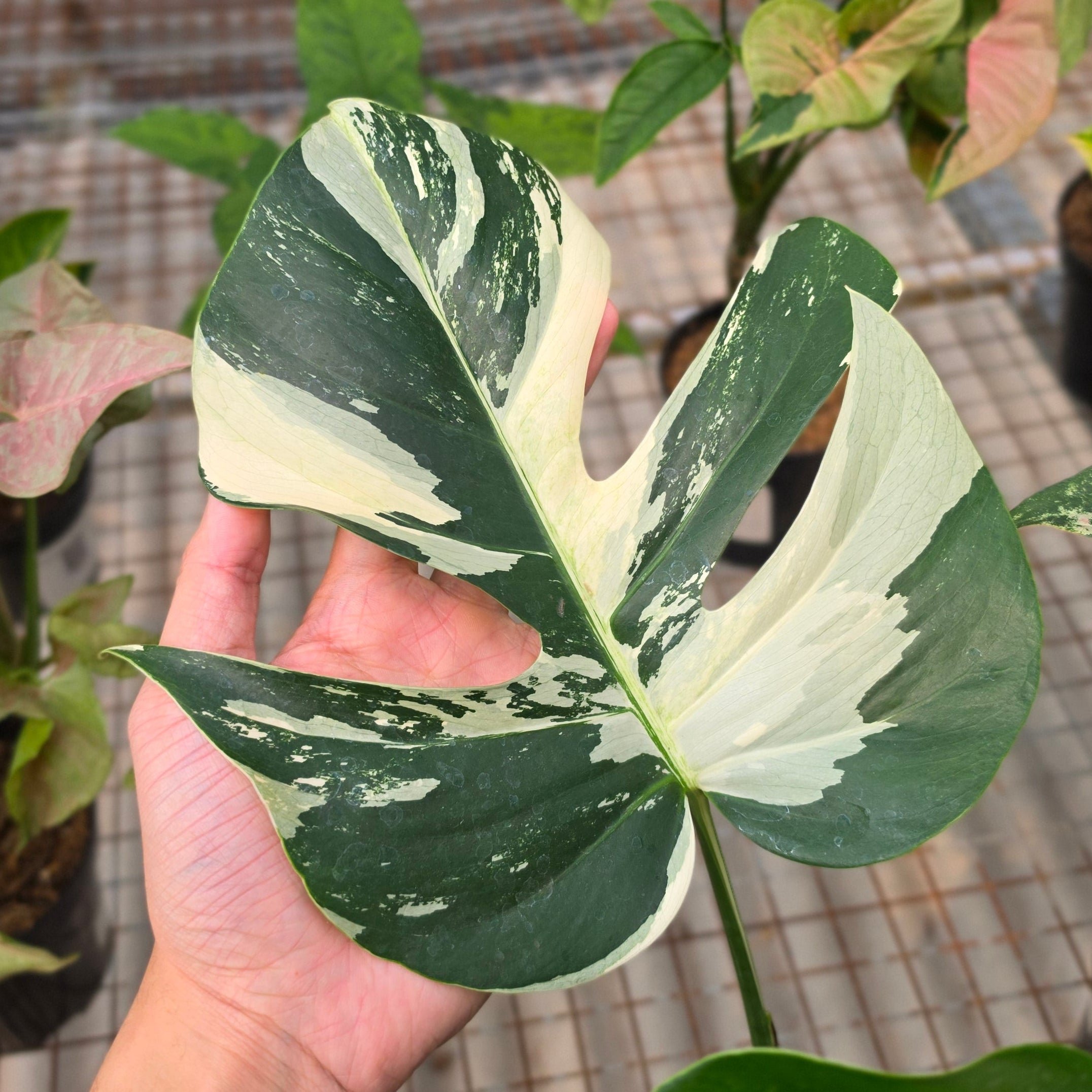 RP Monstera Jungle mint noid - AM02-08 - Image 3