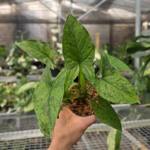 RP Syngonium Army mojito - AM09-08