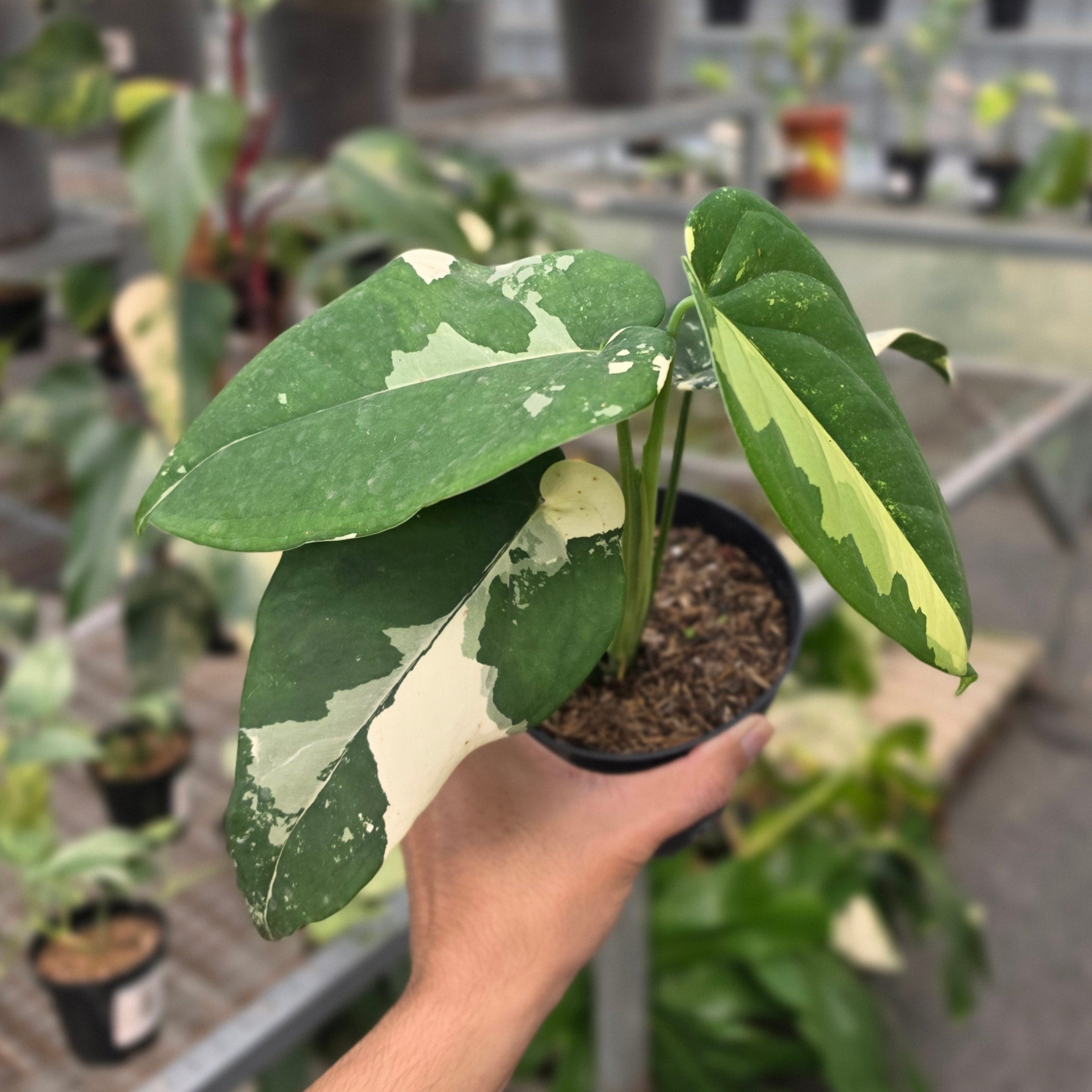 RP Syngonium Chiapense variegated - AM11-08 - Image 2