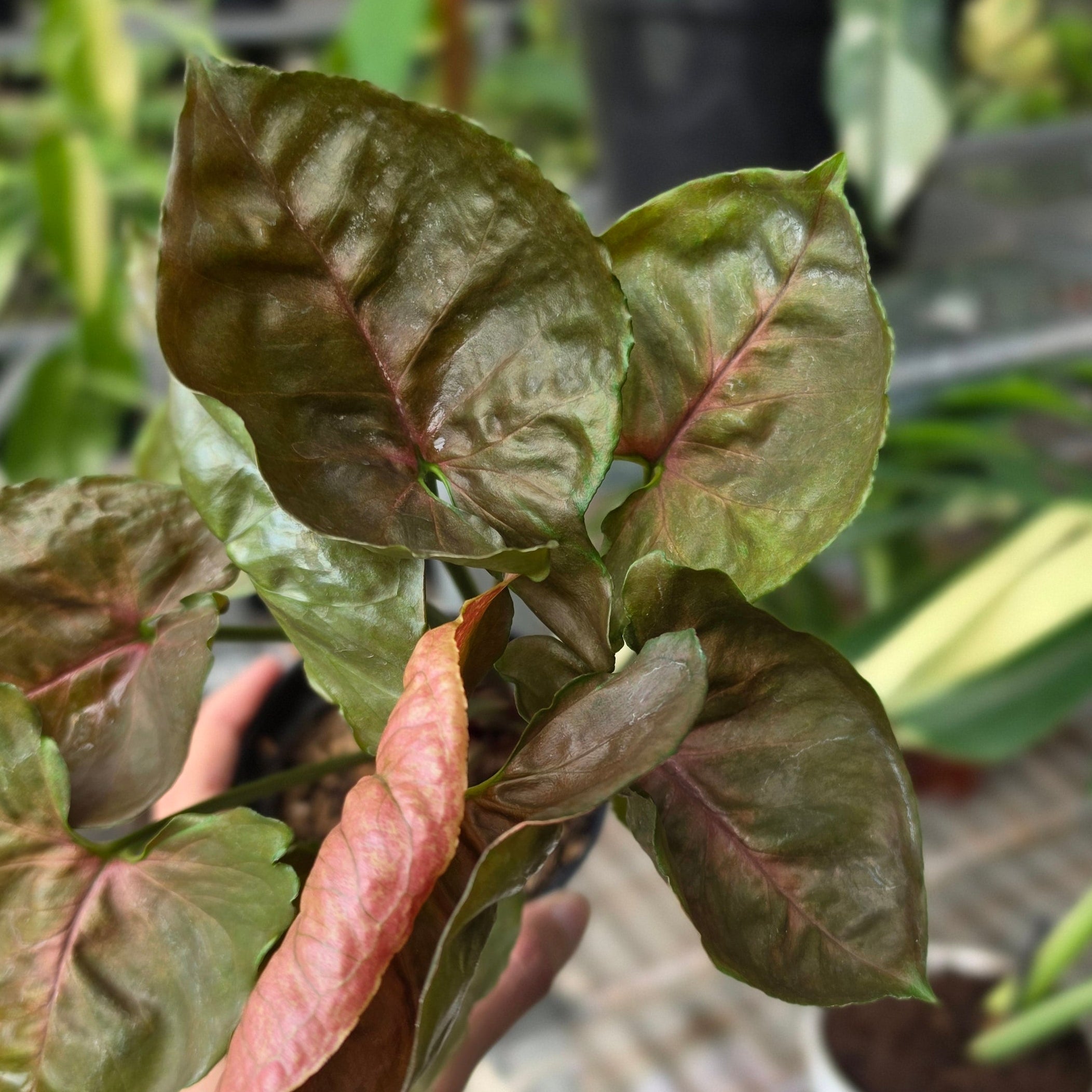 RP Syngonium Maria - AM05-08 - Image 2