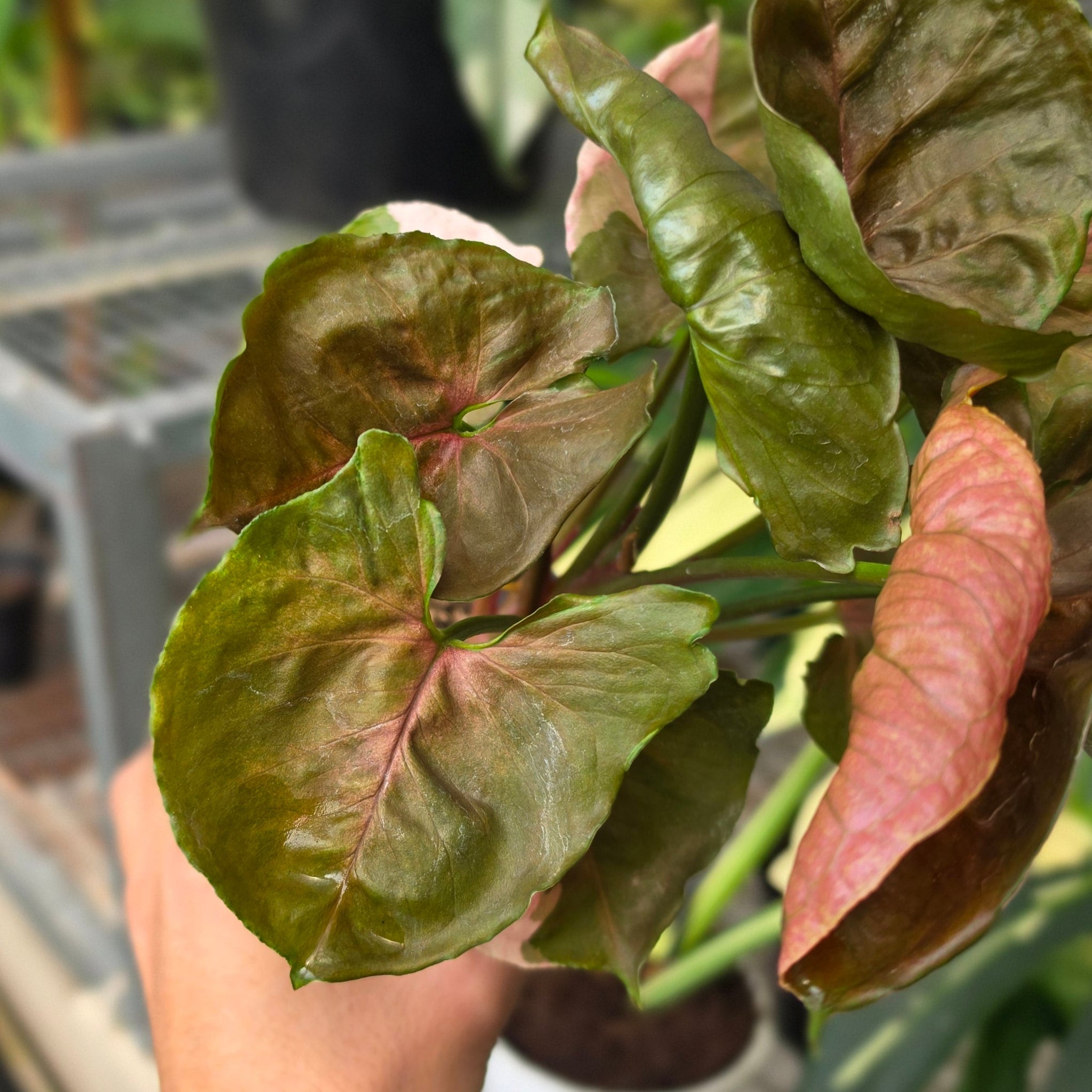 RP Syngonium Maria - AM05-08 - Image 3