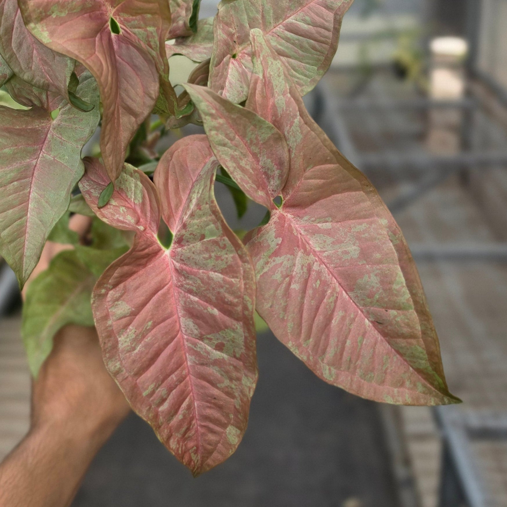 RP Syngonium Pink nebula - AM07-08 - Image 2