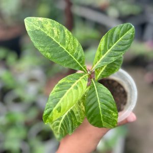 Sanchezia Speciosa Variegated (Gold Vein Plant)