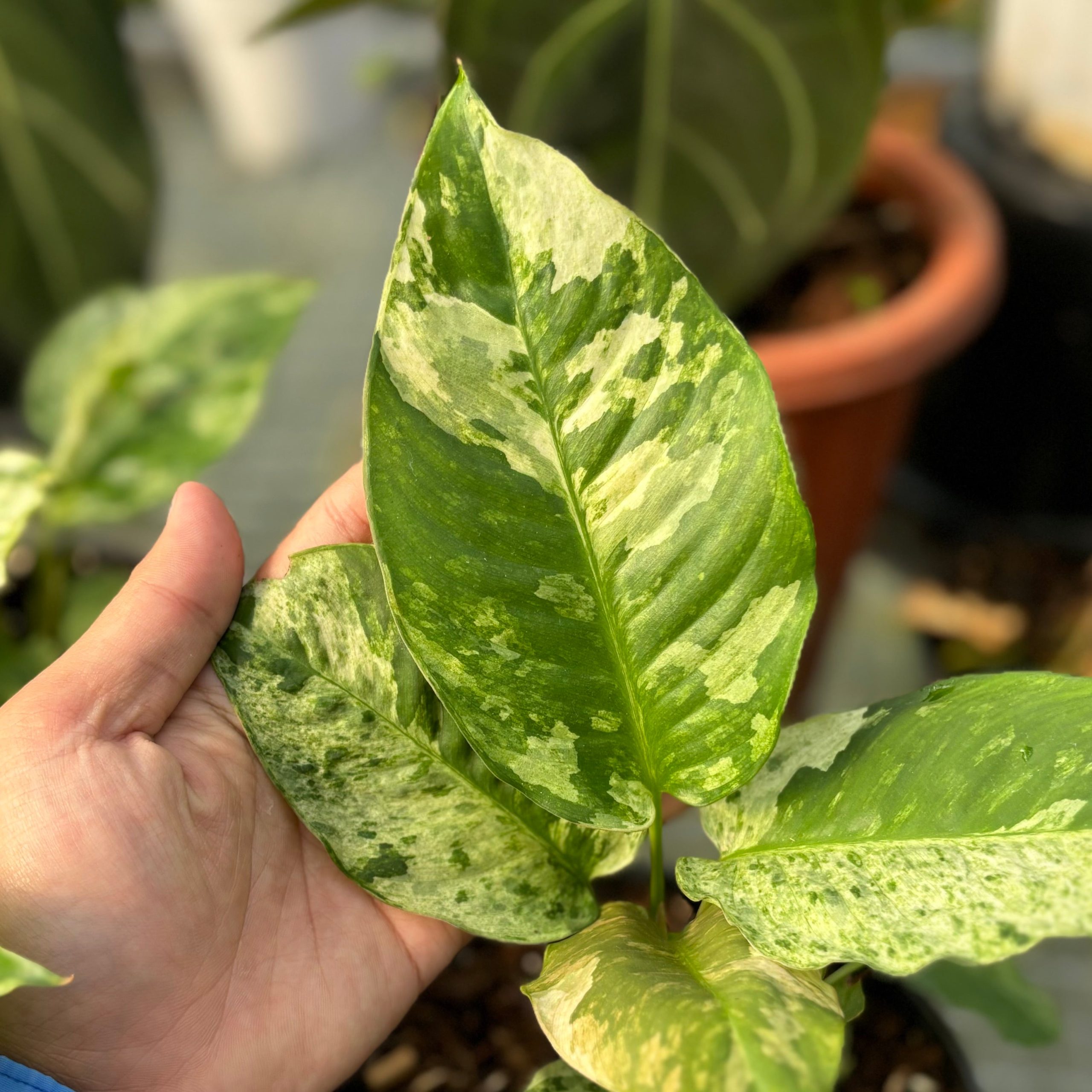 Schimatoglottis marble variegated Sp Borneo - Image 2