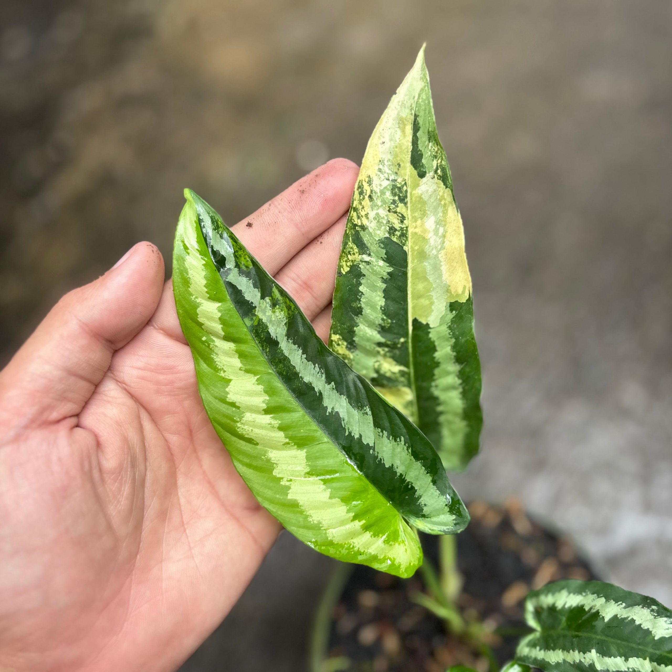 Schismatoglottis wallichii variegated - Image 2