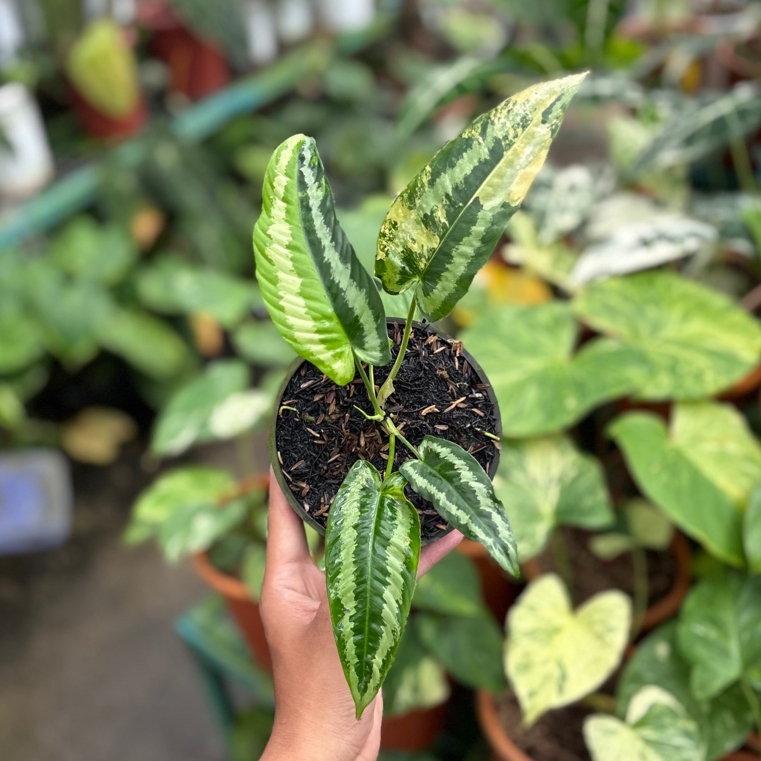 Schismatoglottis wallichii variegated - Image 3