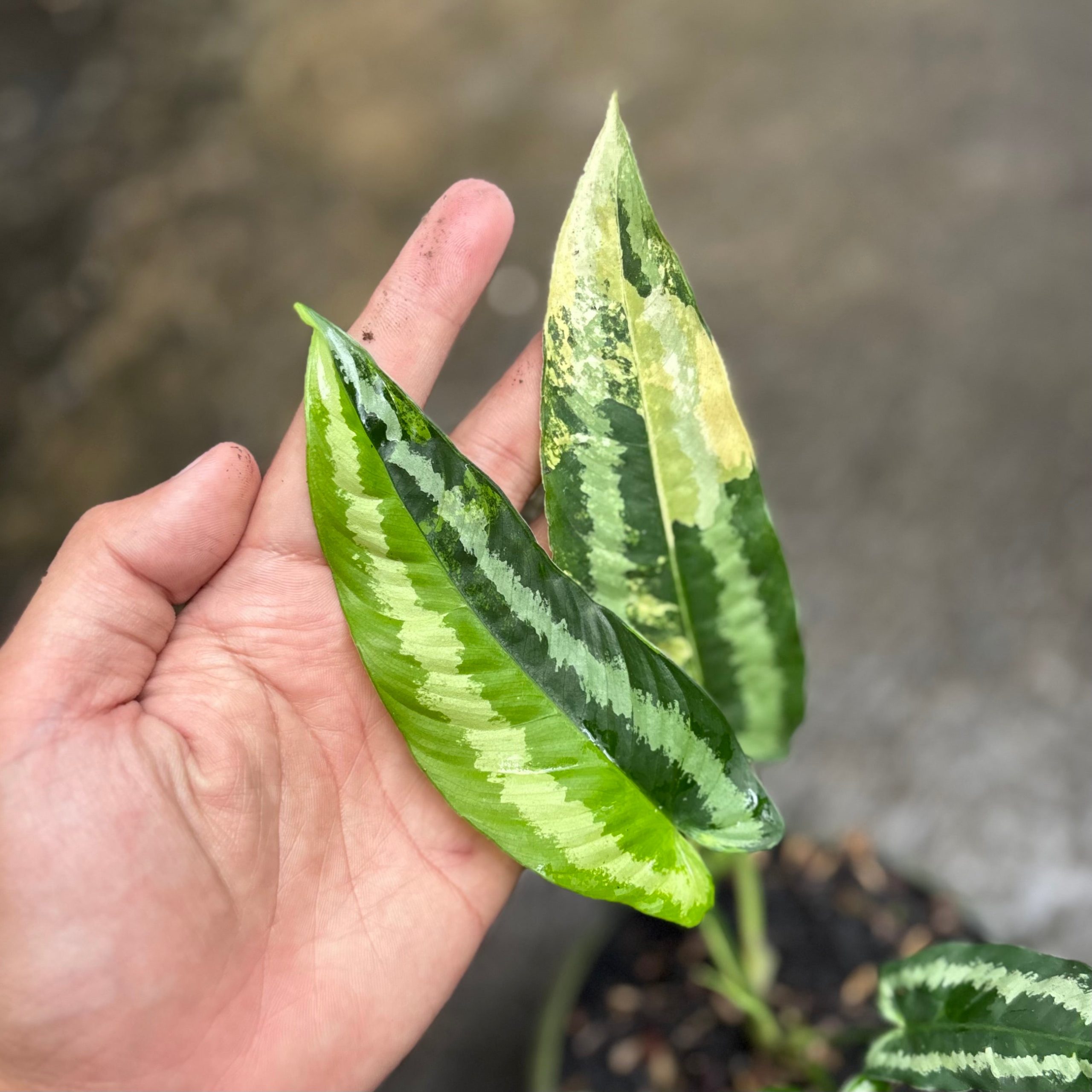 Schismatoglottis wallichii variegated - Image 4