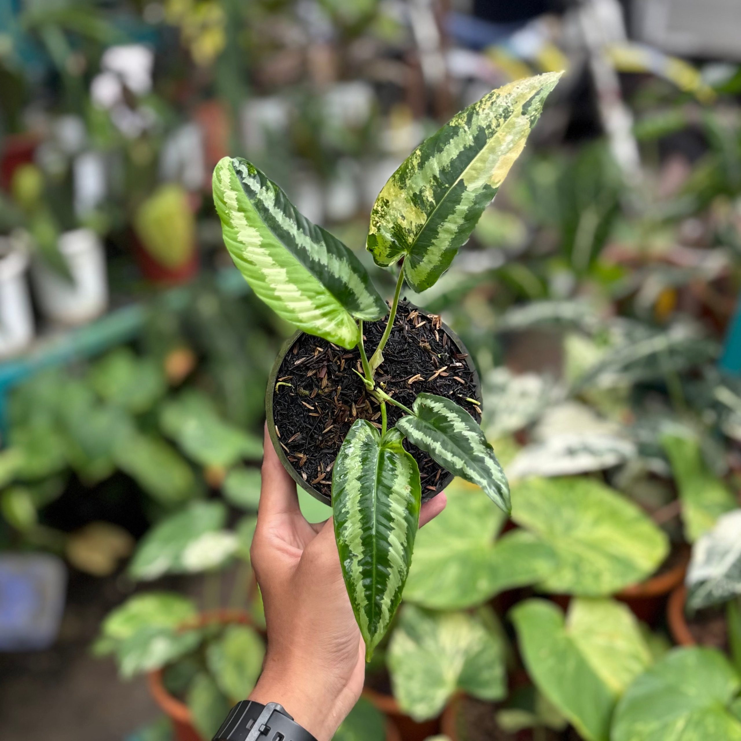 Schismatoglottis wallichii variegated - Image 5