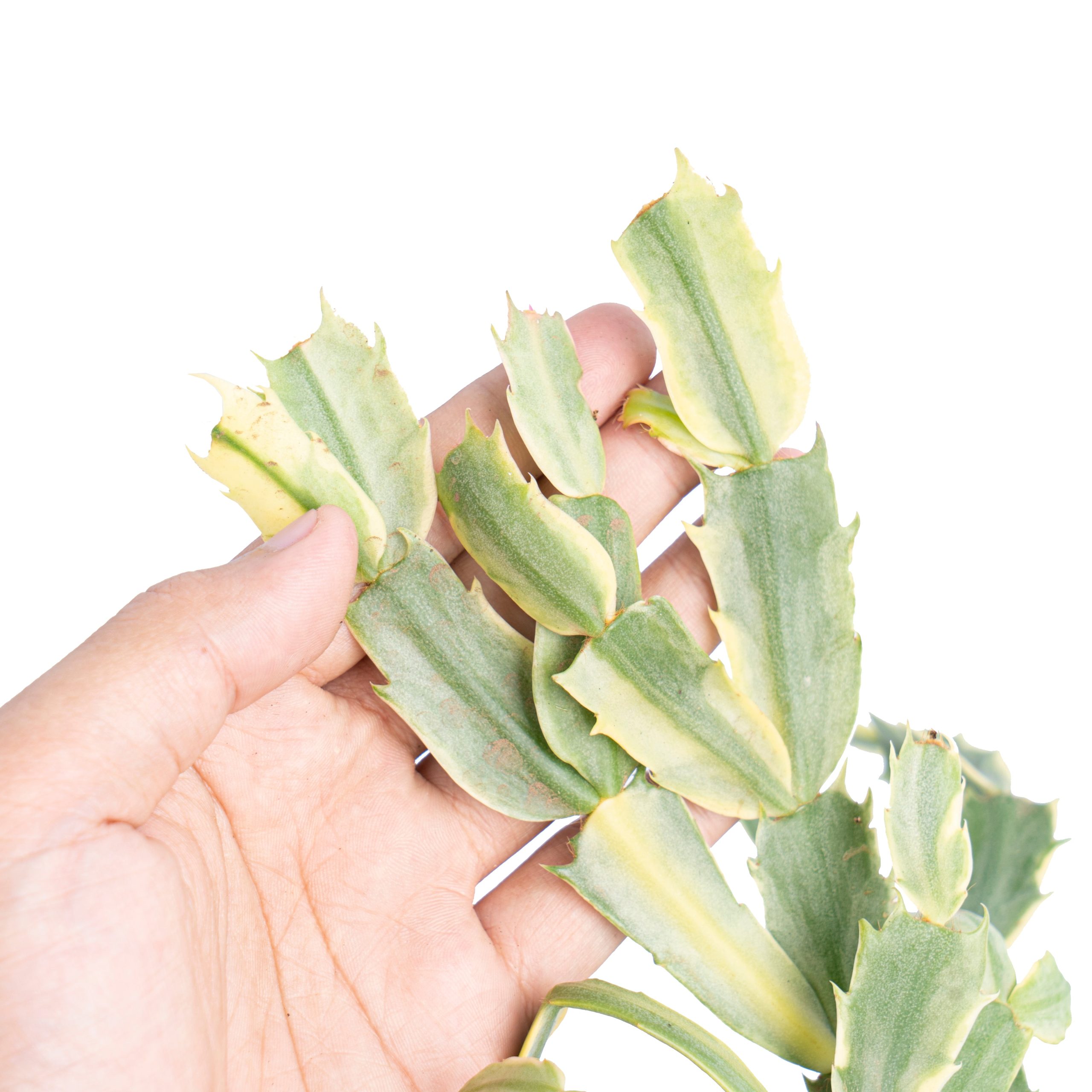 Schlumbergera truncata variegated - Mature size - Image 2