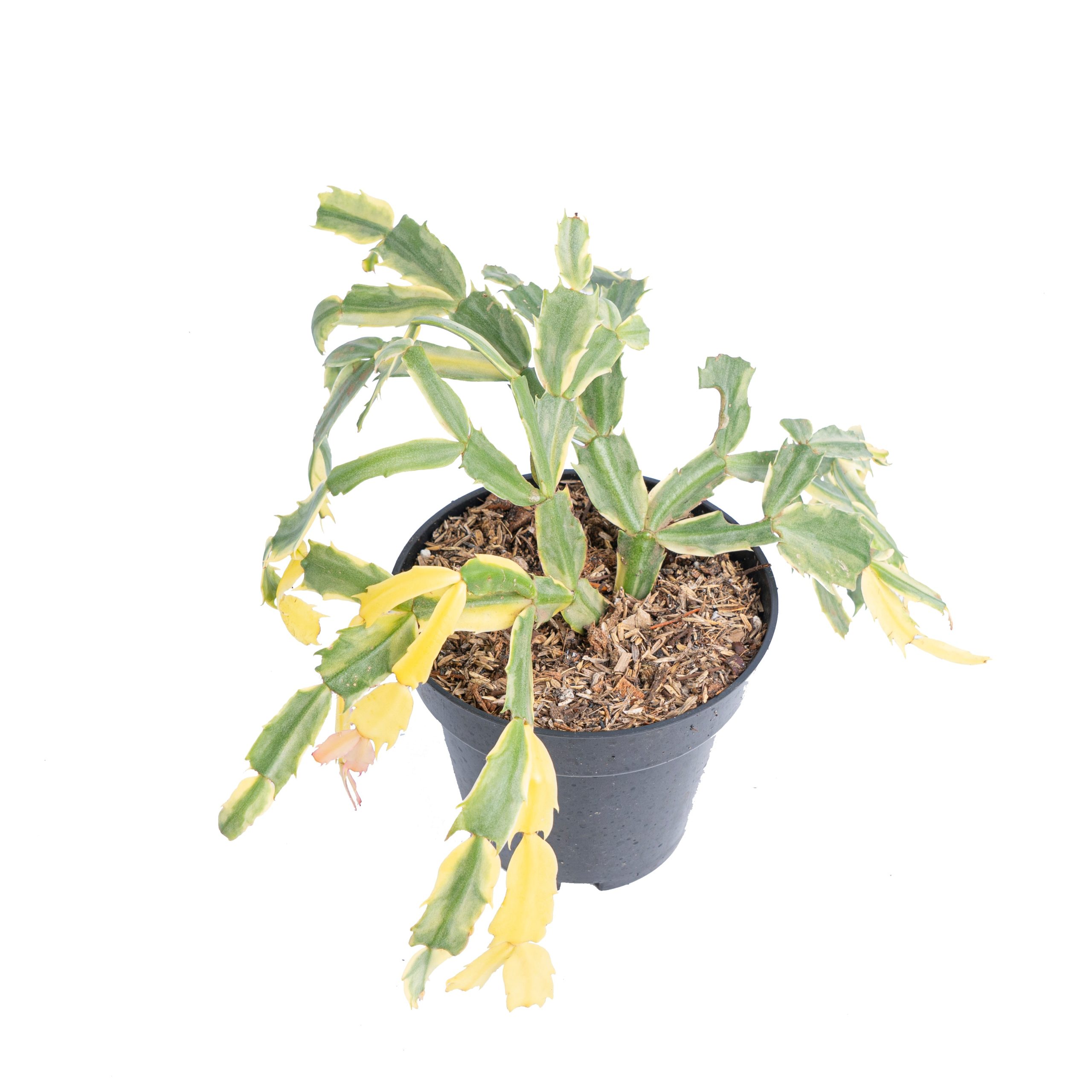 Schlumbergera truncata variegated - Mature size - Image 4