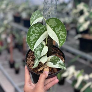 Scindapsus argyraeus albo variegated