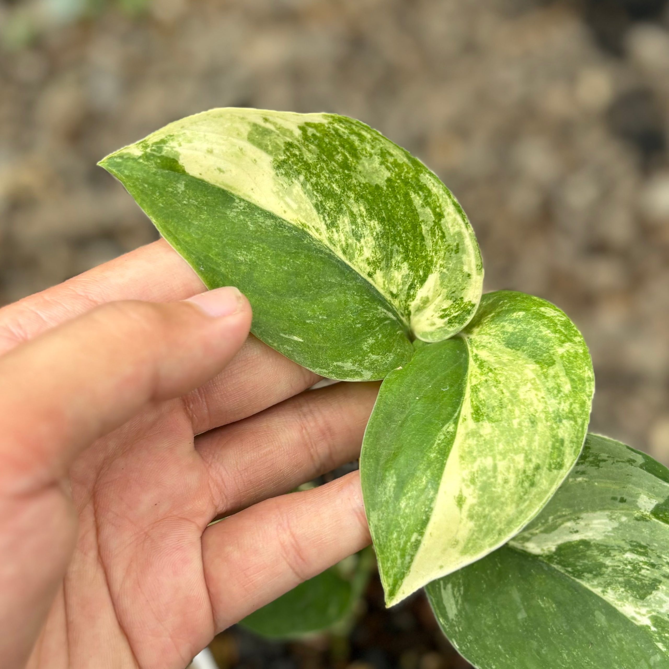 Scindapsus mangurai variegated - Image 2