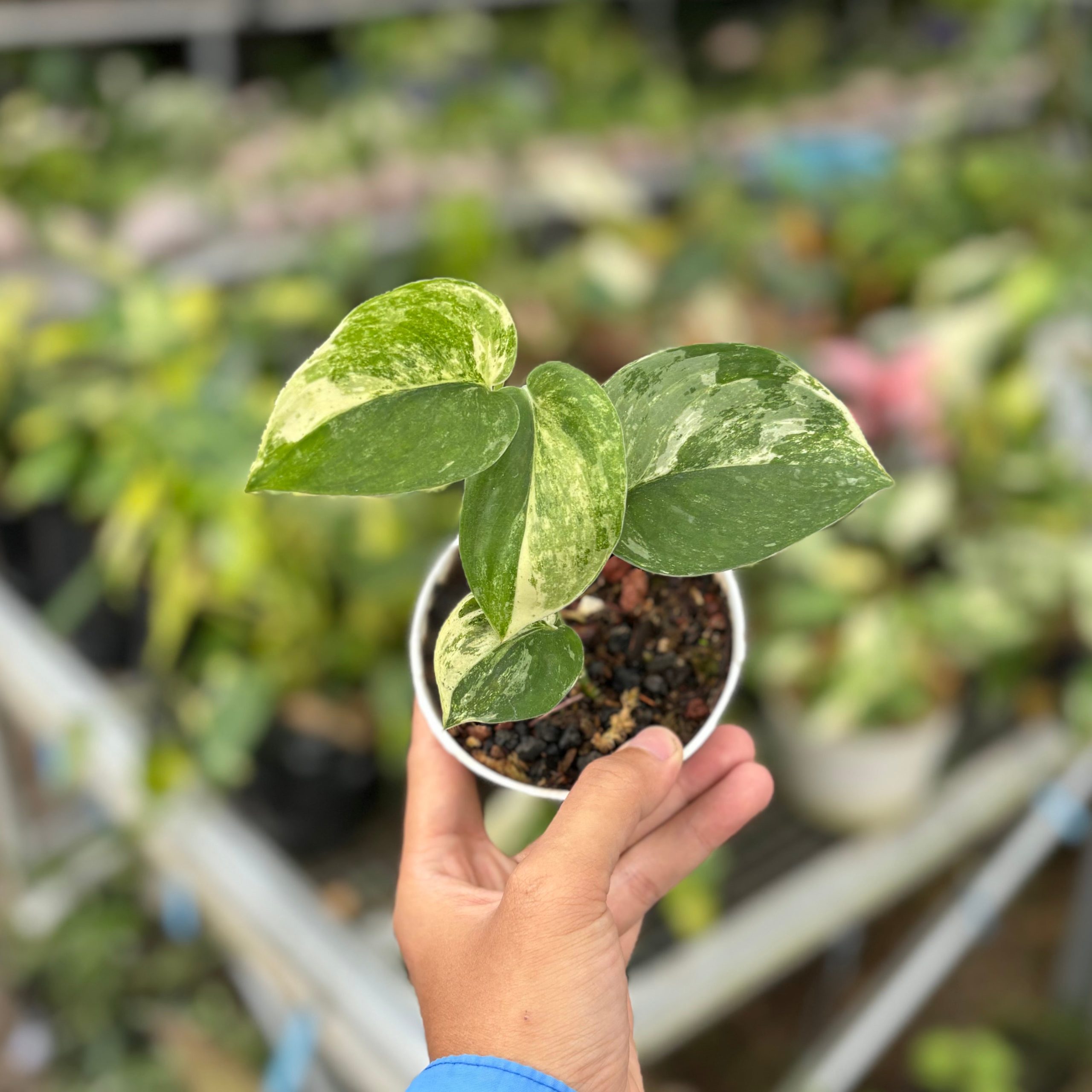 Scindapsus mangurai variegated - Image 3