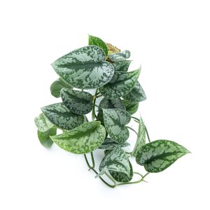 Scindapsus Exotica Long Size