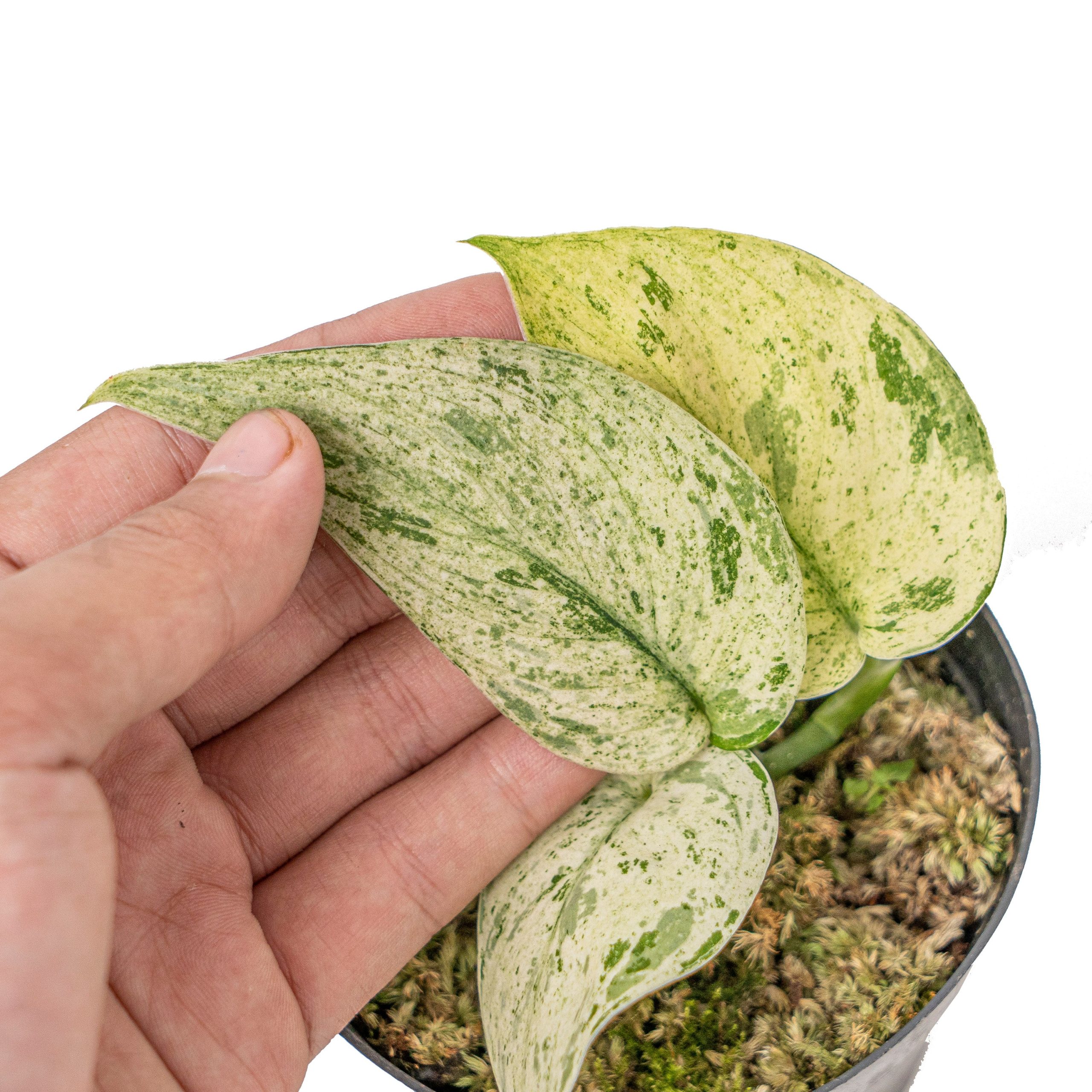 Scindapsus Jade Satin 'Marble Queen' Variegated - Image 3