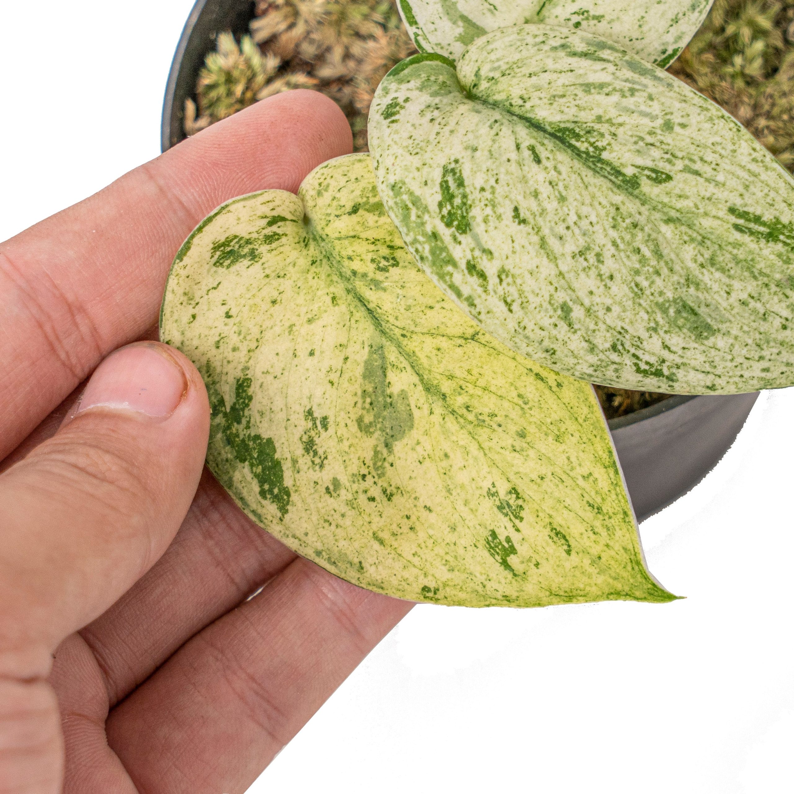 Scindapsus Jade Satin 'Marble Queen' Variegated - Image 4
