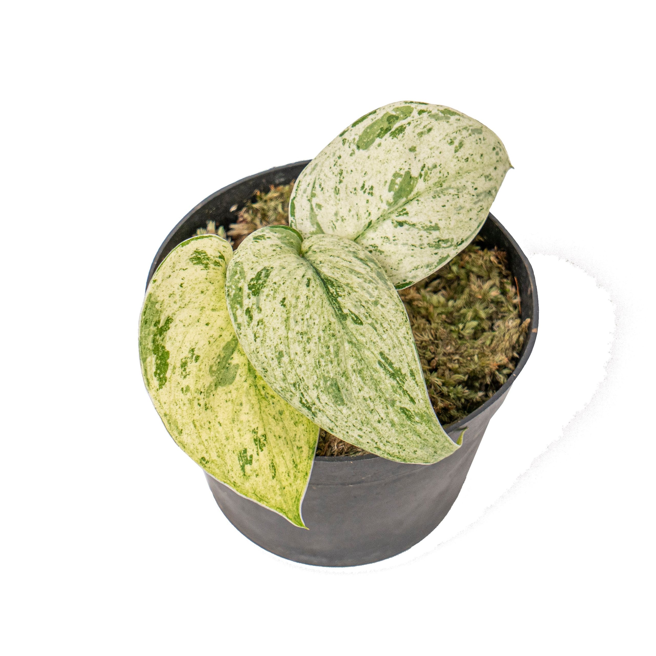 Scindapsus Jade Satin 'Marble Queen' Variegated - Image 5