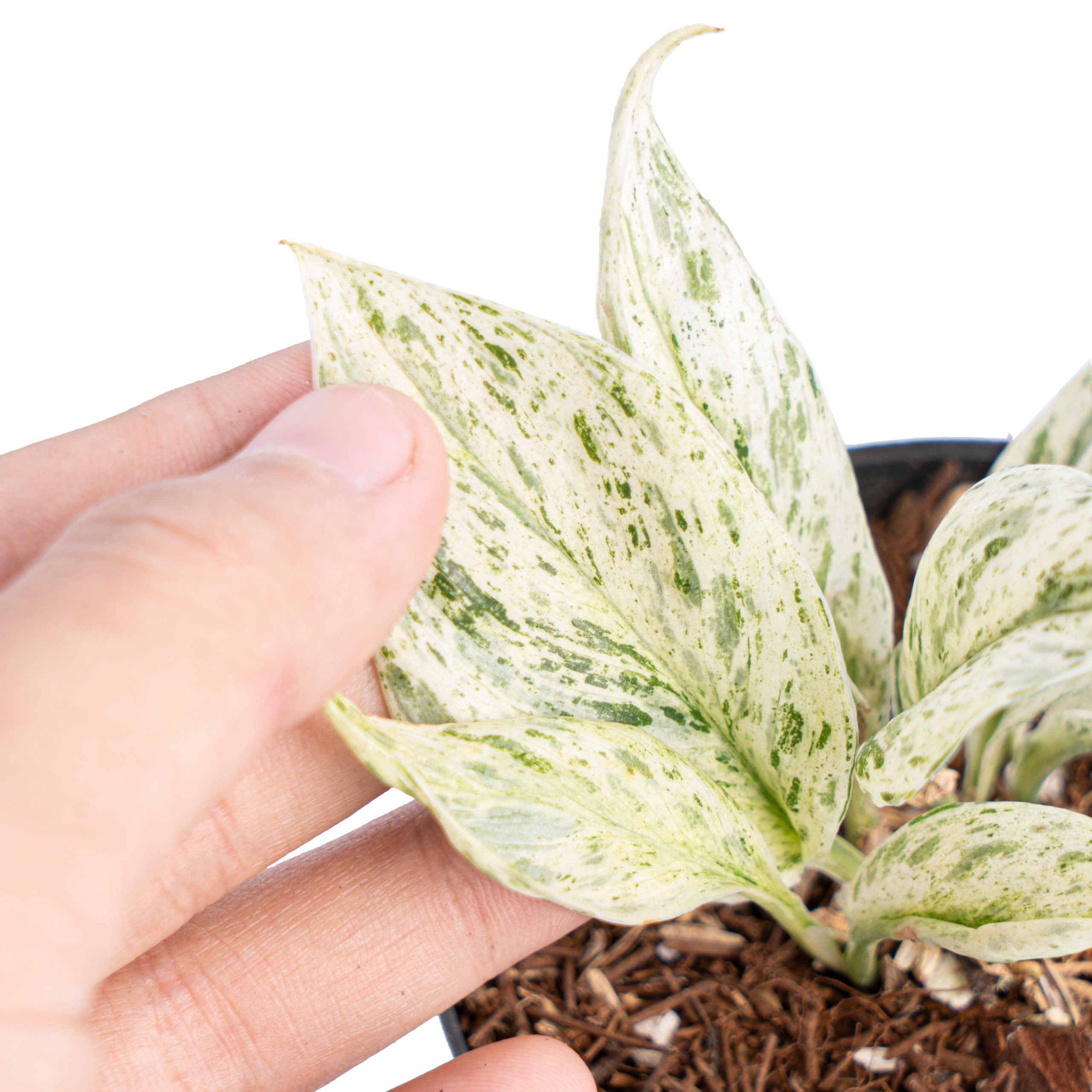 Scindapsus moonlight tricolor variegated - Image 2