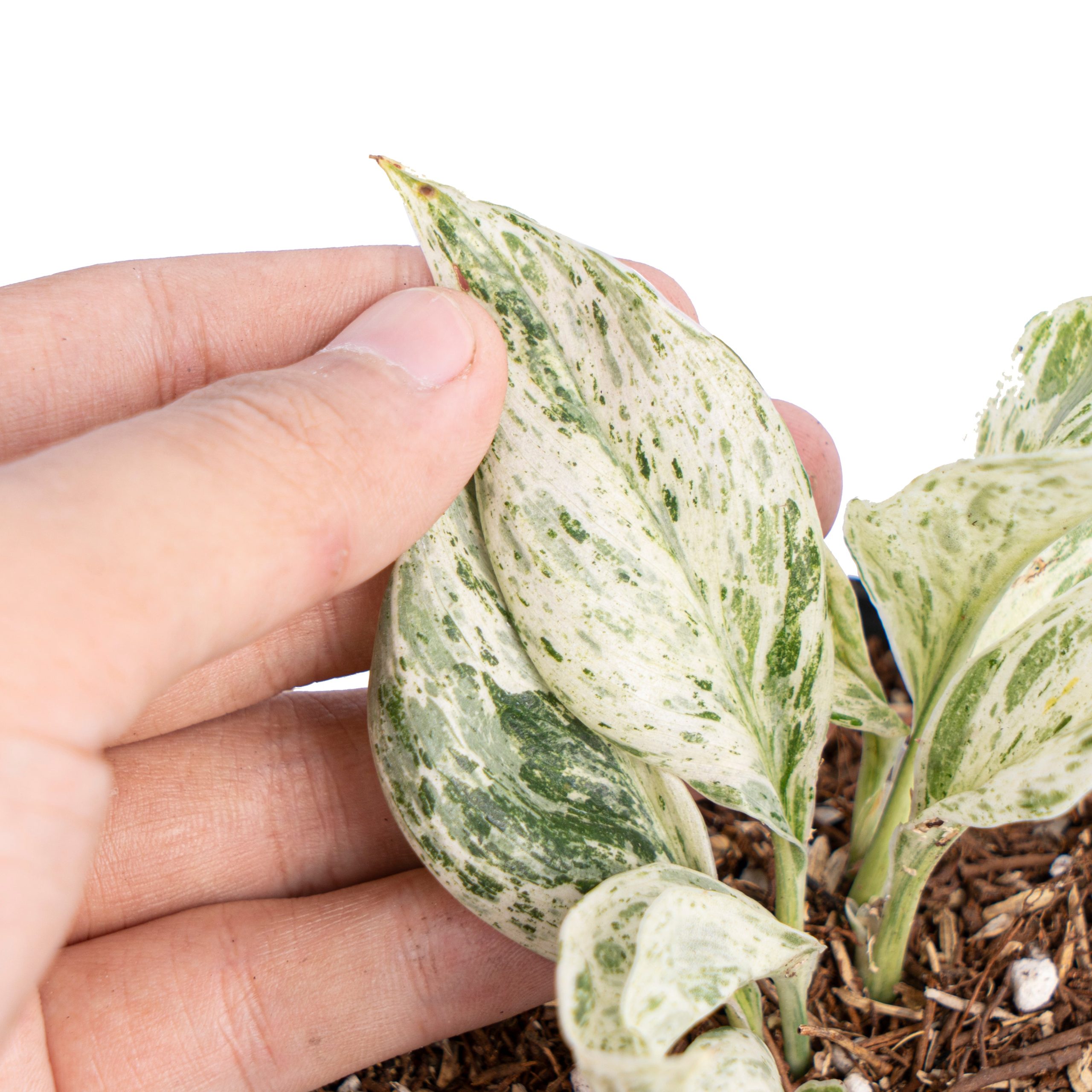 Scindapsus moonlight tricolor variegated - Image 3