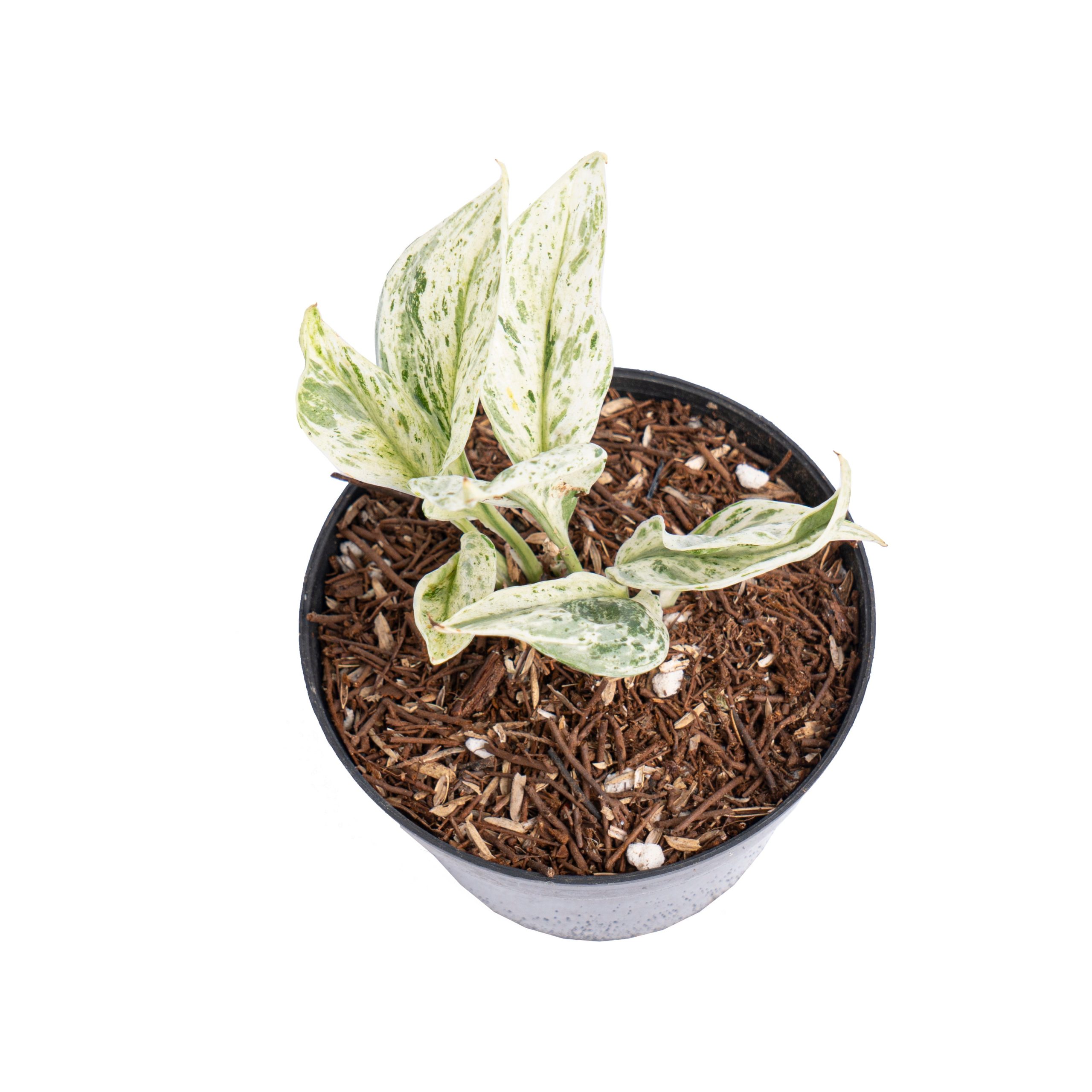 Scindapsus moonlight tricolor variegated - Image 4
