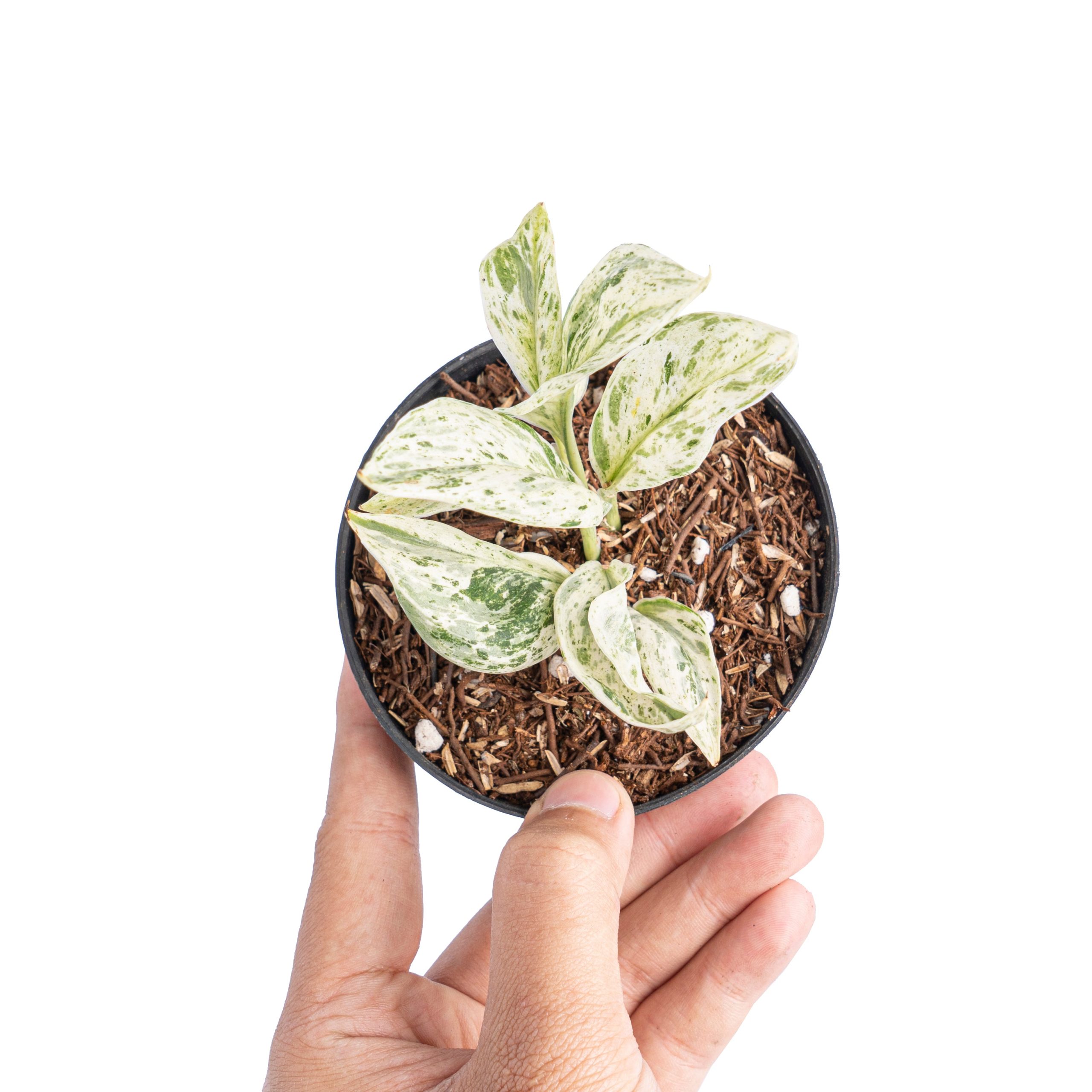 Scindapsus moonlight tricolor variegated - Image 5